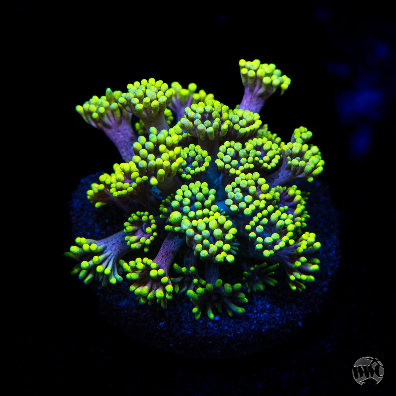 WWC Hail Hydra Goniopora
