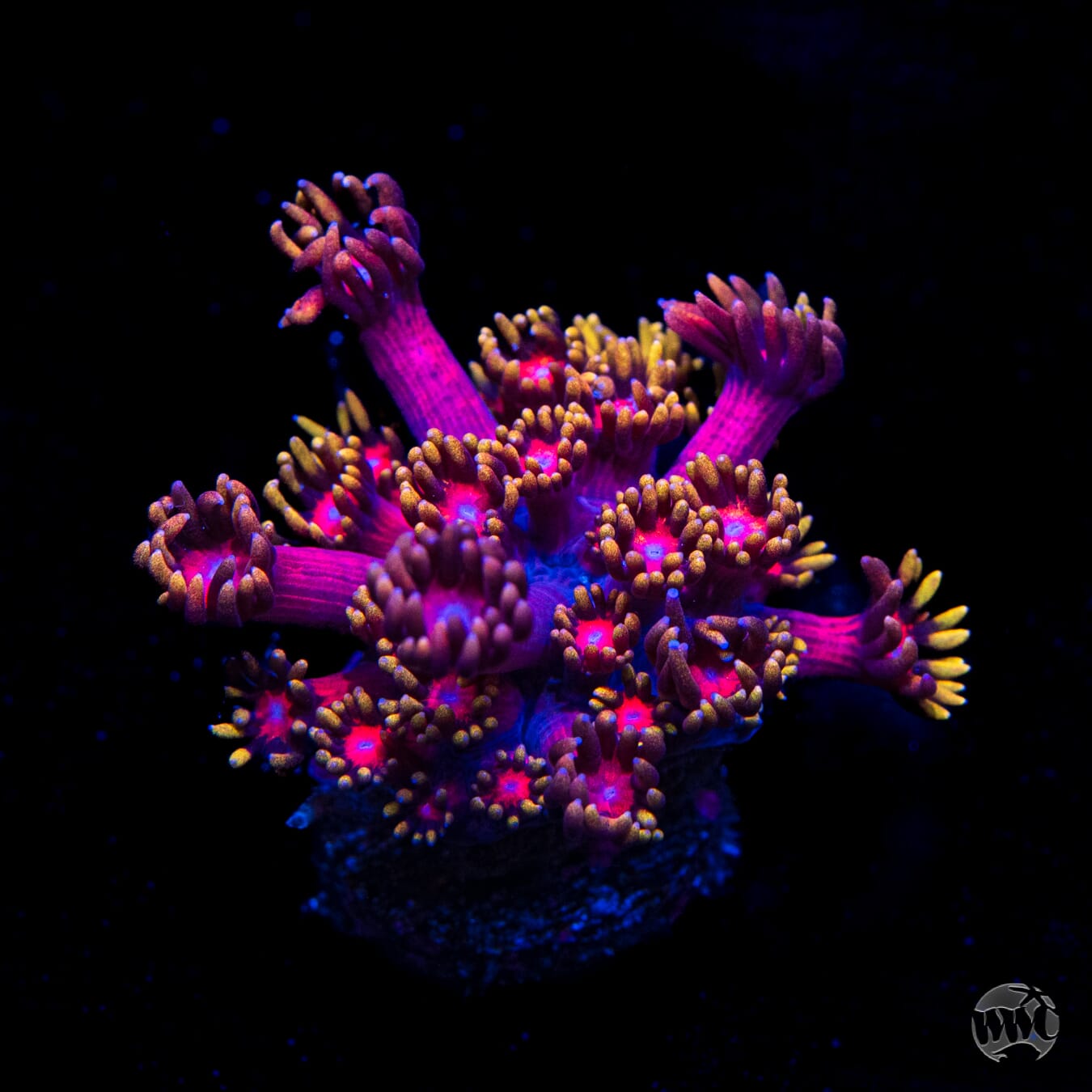 WWC Cosmos Goniopora