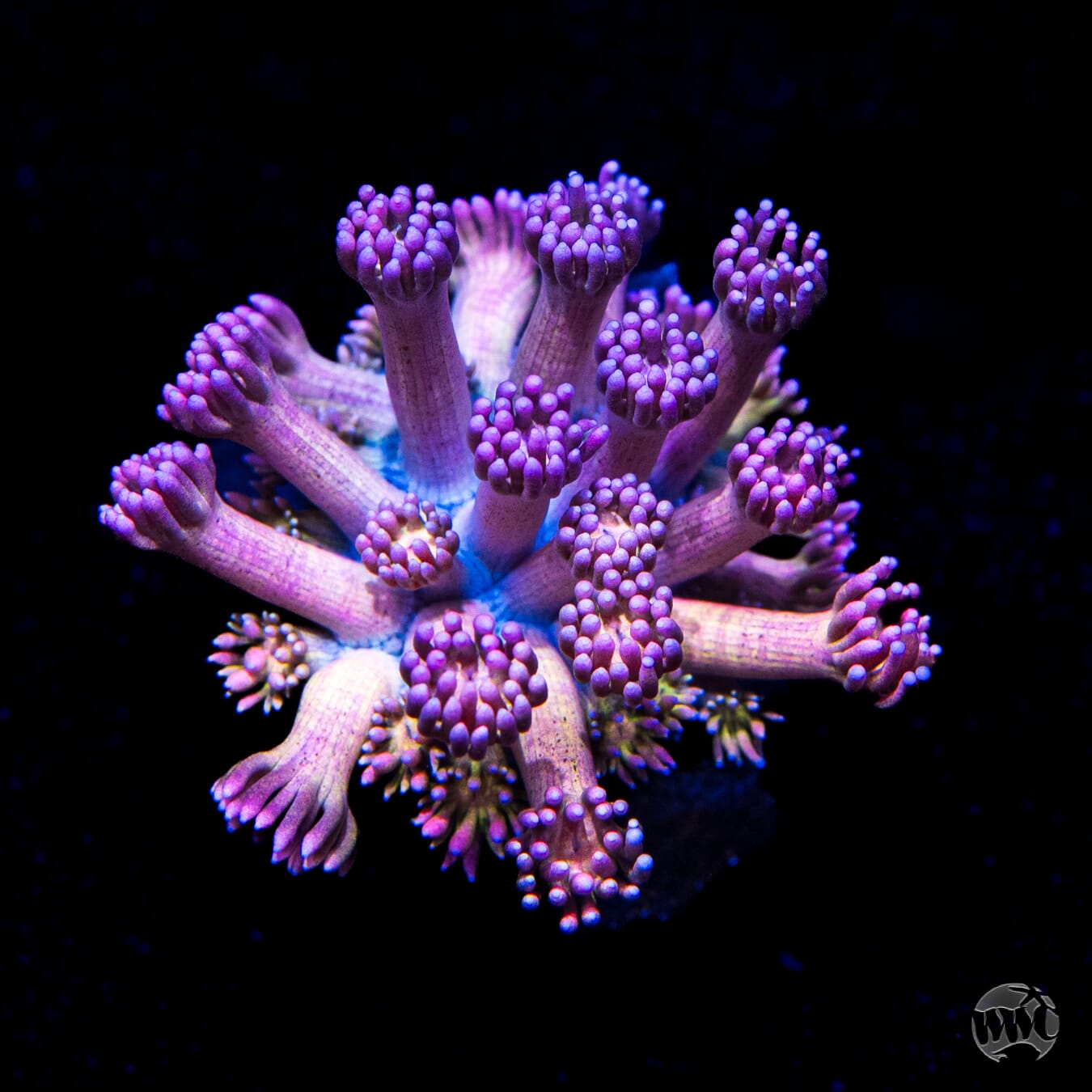 Hydralisk Goniopora
