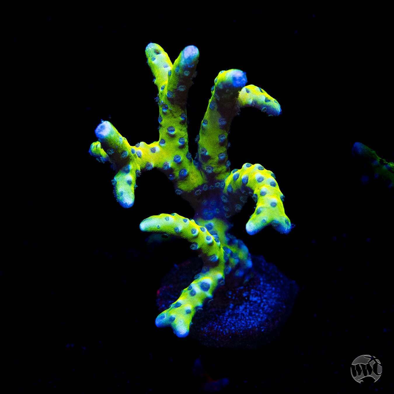 RR Grafted Goldenrod Anacropora