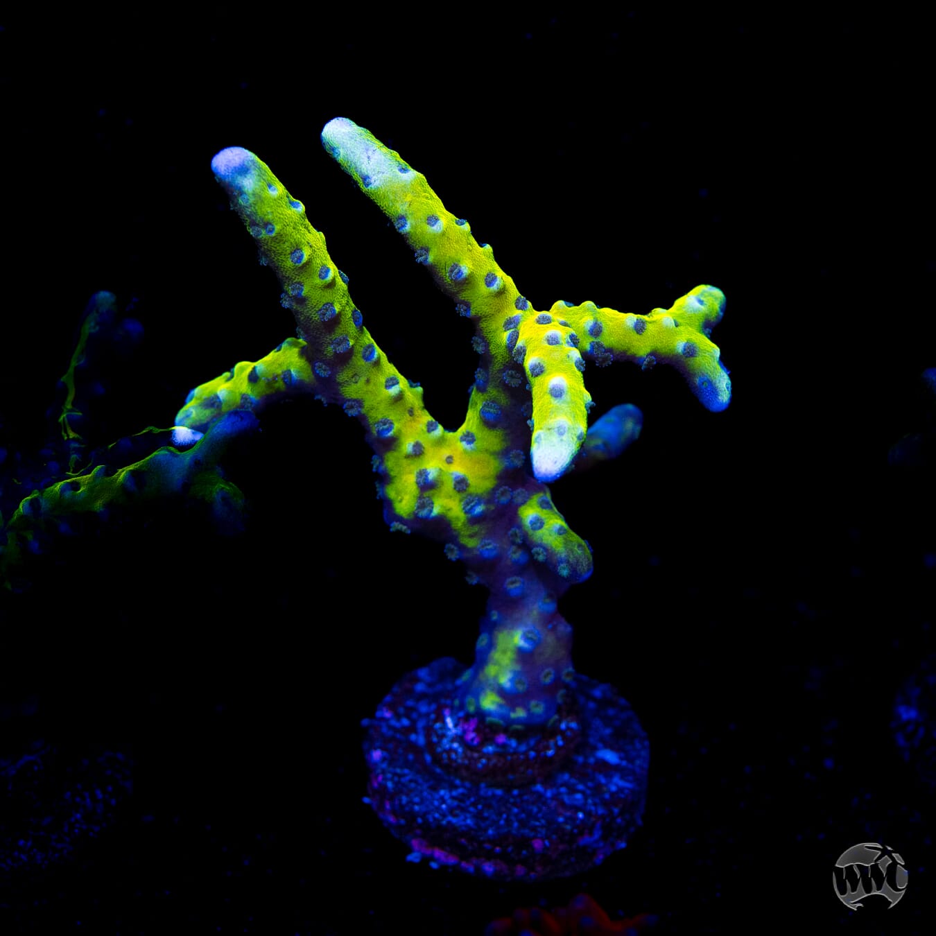 RR Grafted Goldenrod Anacropora