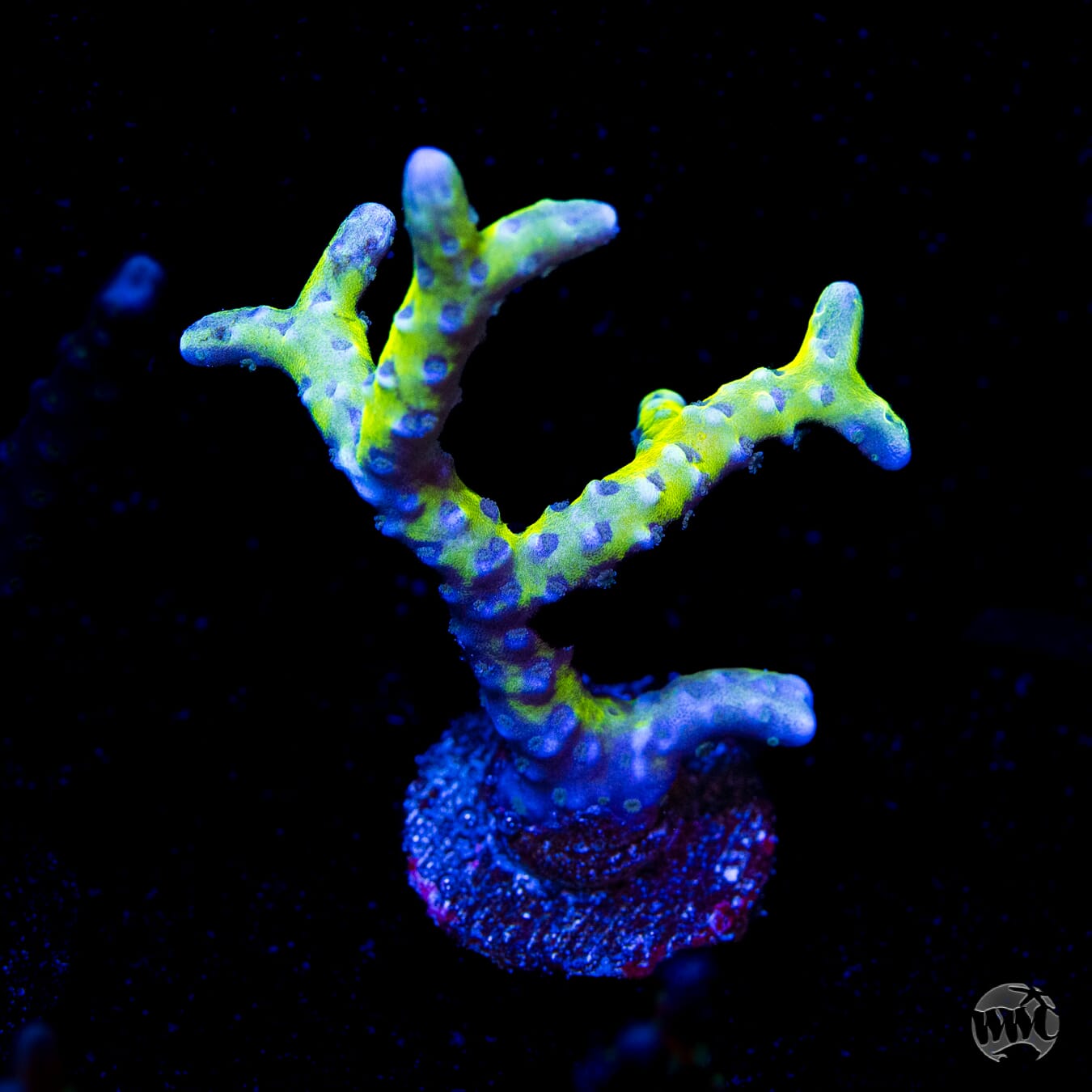 RR Grafted Goldenrod Anacropora