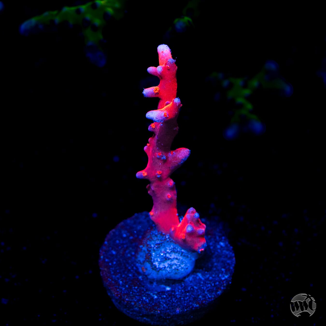 Jason Fox TNT Anacropora
