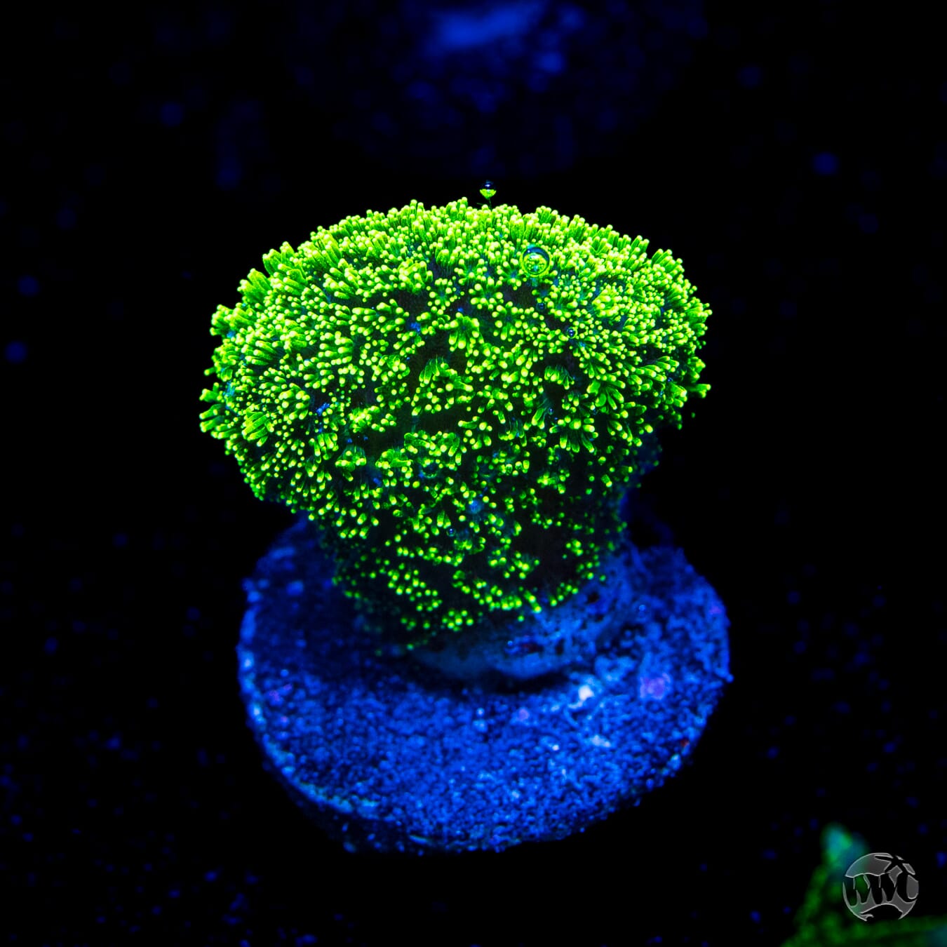 WWC Green Goblin Stylophora