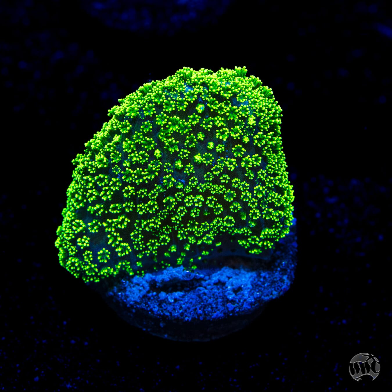 WWC Green Goblin Stylophora