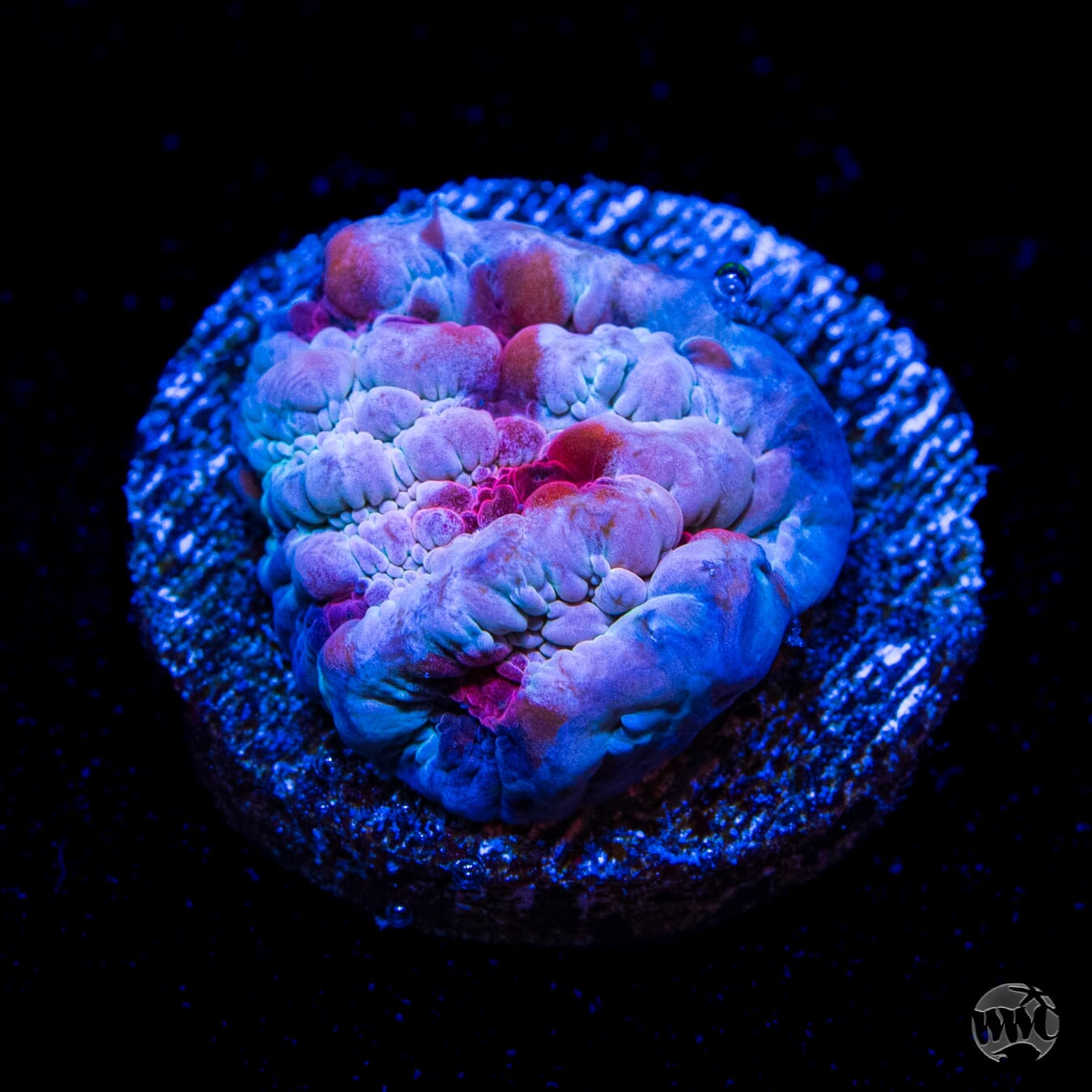 WWC Freezer Burn Bounce Chalice