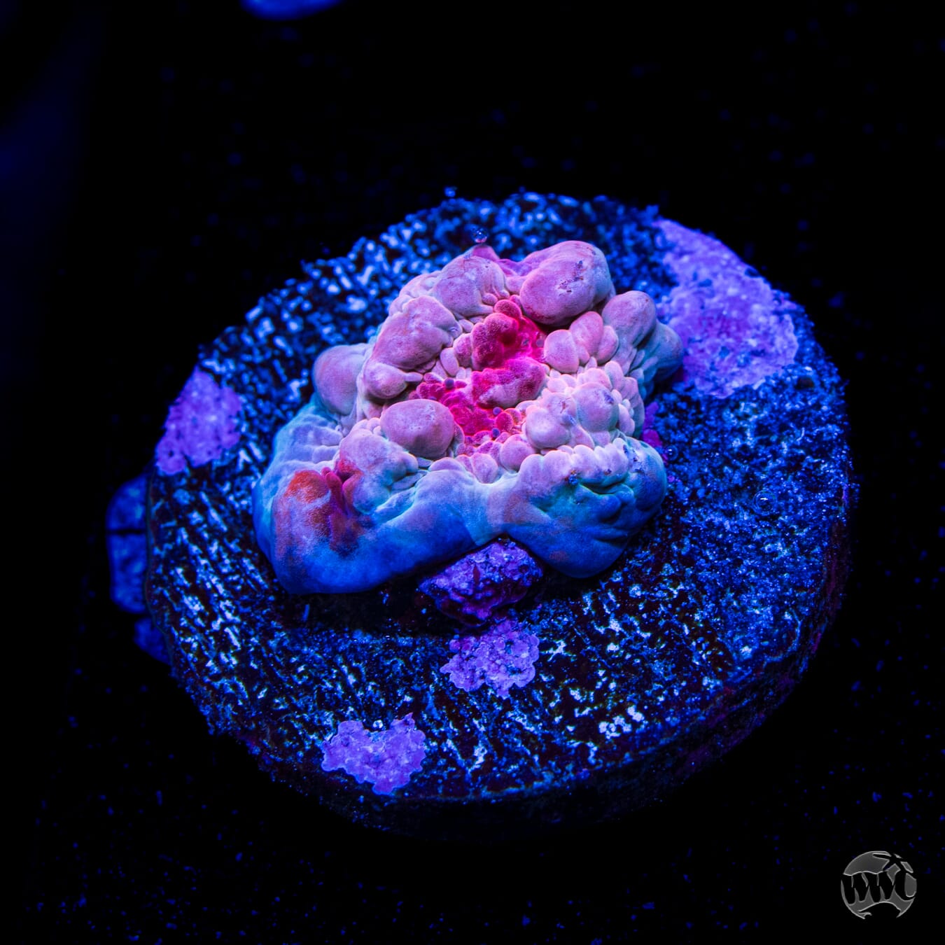 WWC Freezer Burn Bounce Chalice