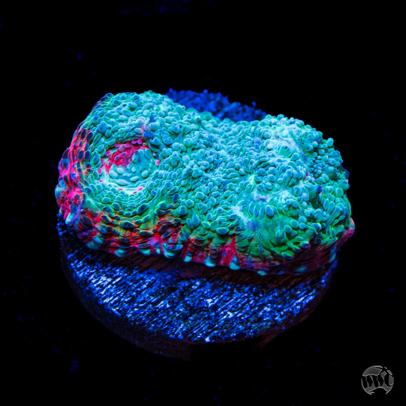 Polar Flame Chalice