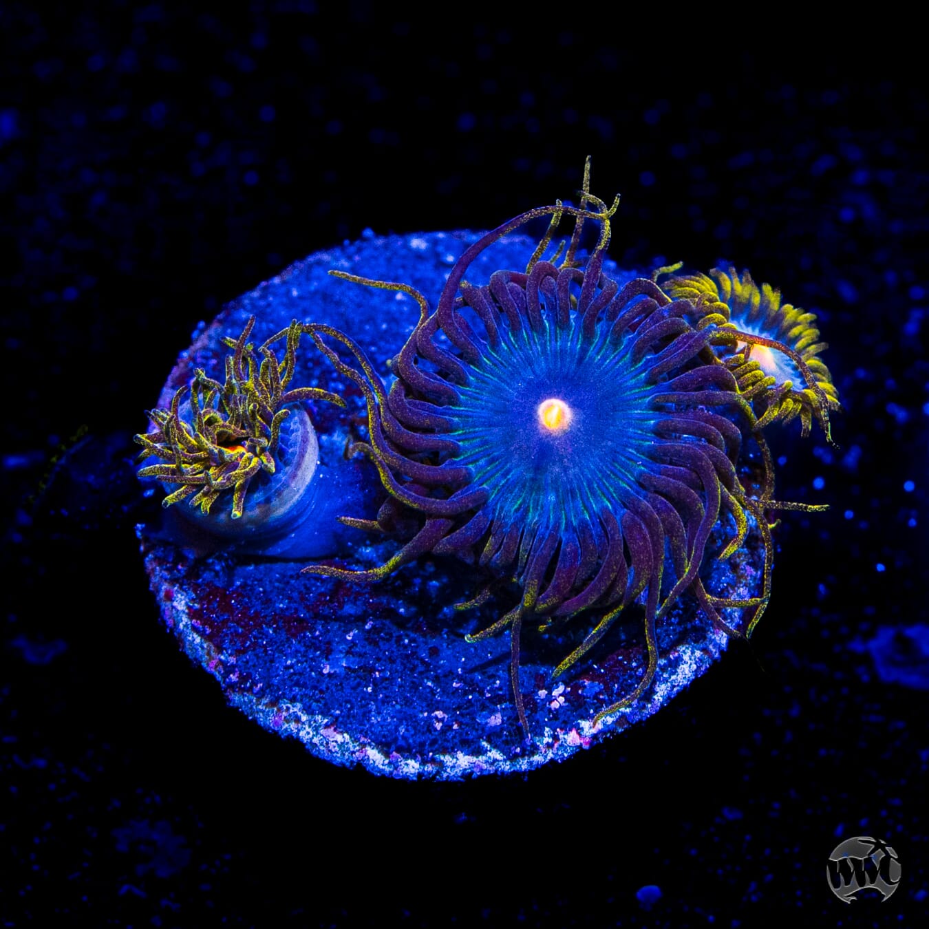 WWC Hairy Gorilla Nipple Zoanthids