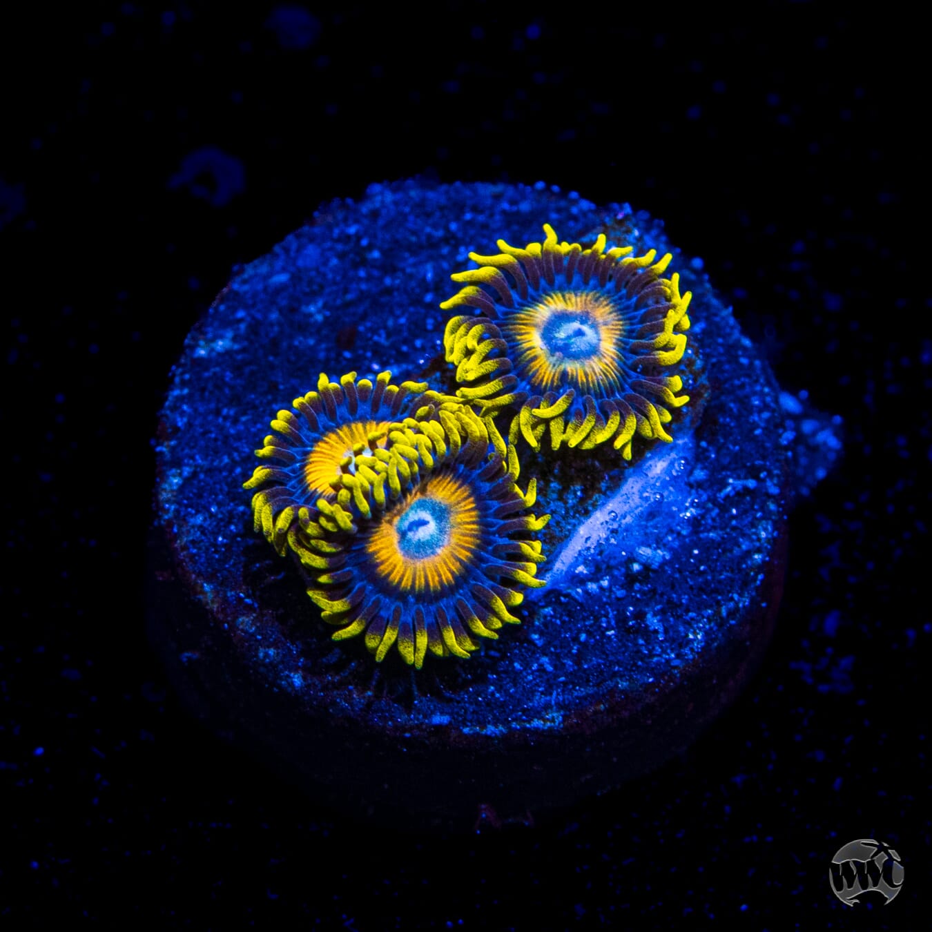 Scrambled Eggs Zoanthids