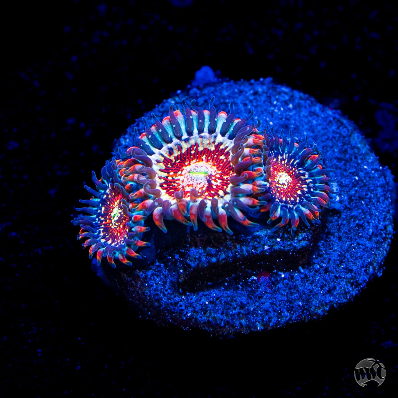 Salted Agave Zoanthids