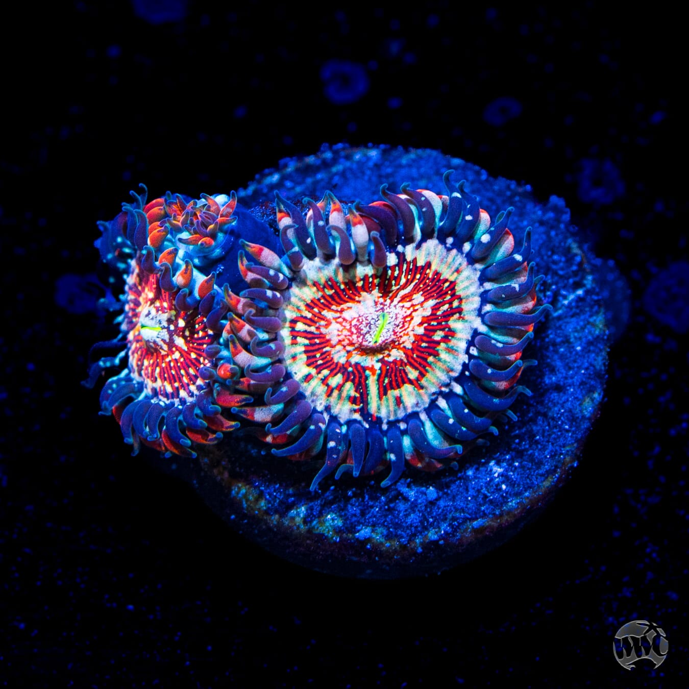 Salted Agave Zoanthids