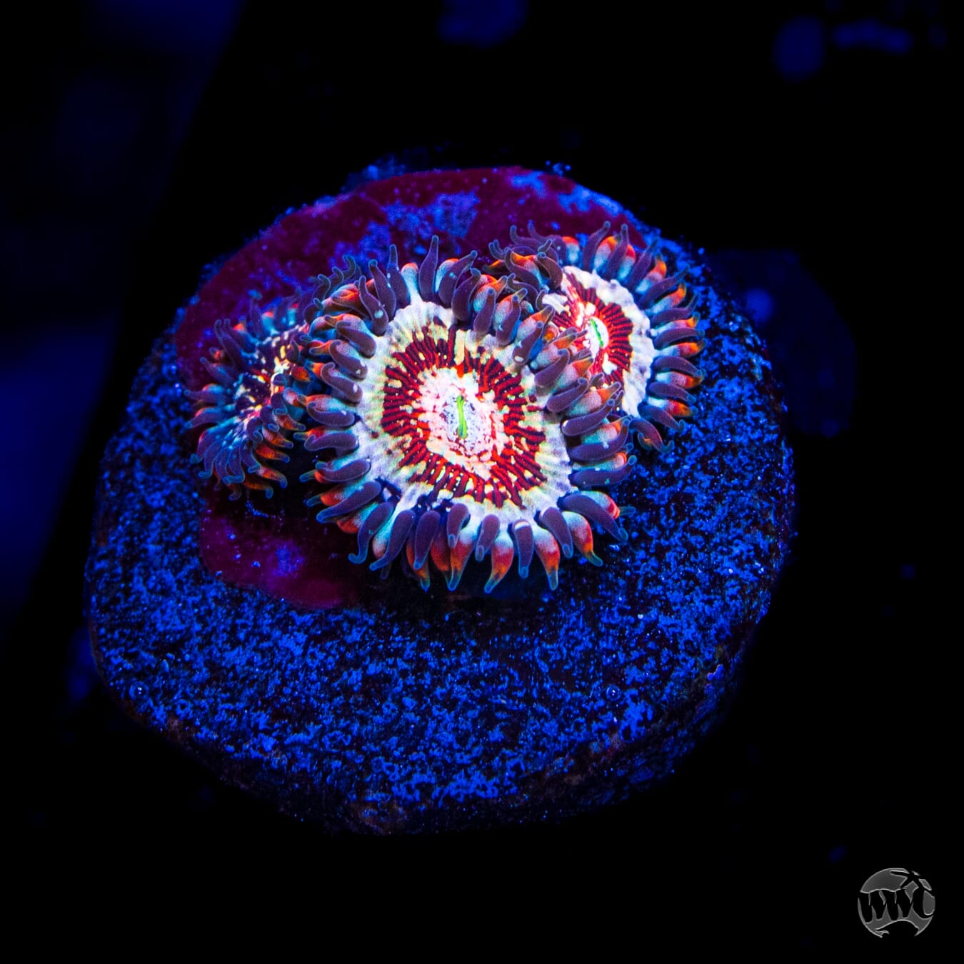 Salted Agave Zoanthids