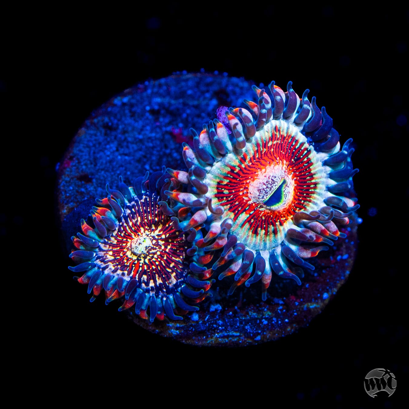 Salted Agave Zoanthids