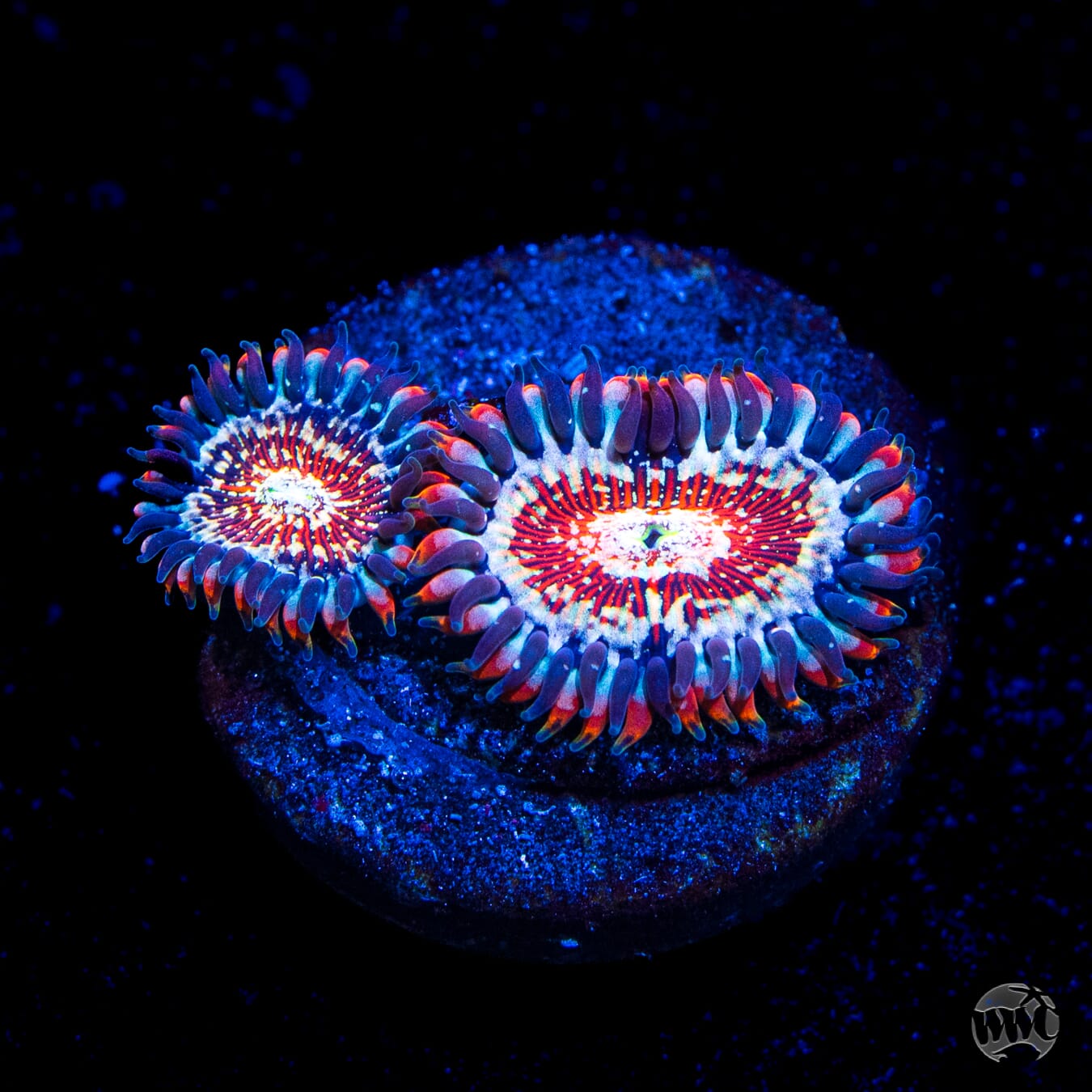 Salted Agave Zoanthids