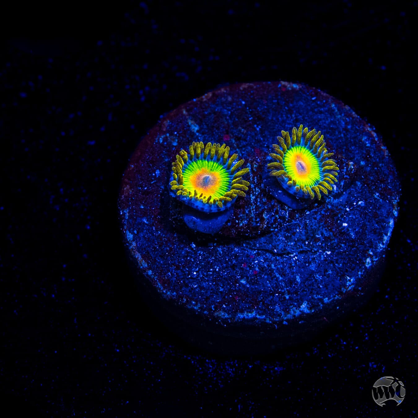 Rasta Zoanthids