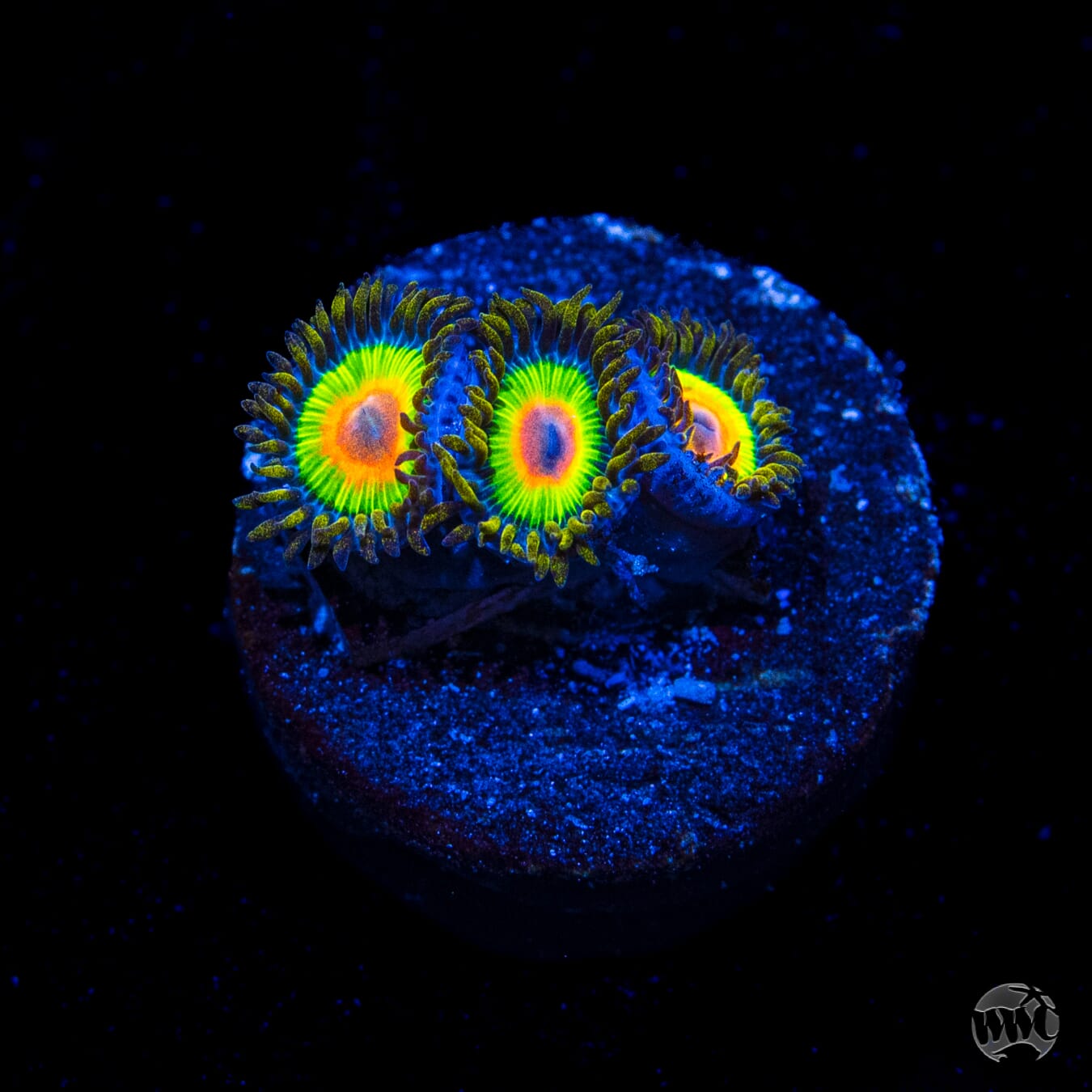 Rasta Zoanthids