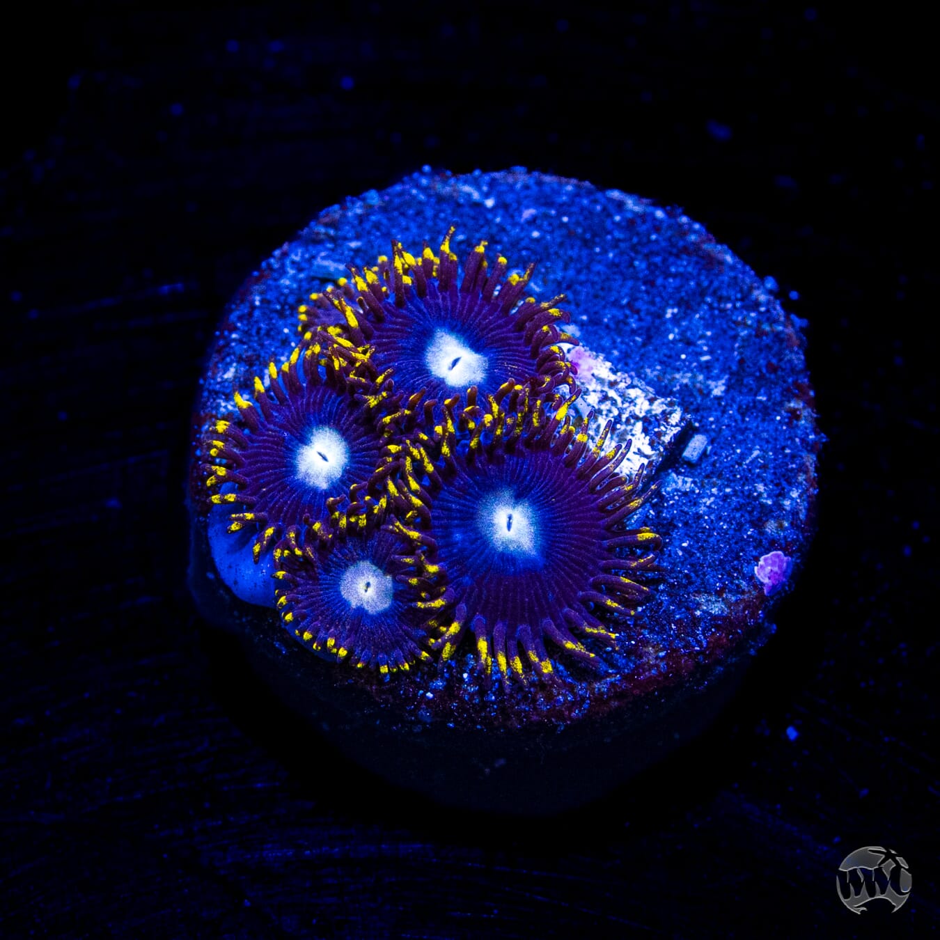 WWC Crown Royal Zoanthids
