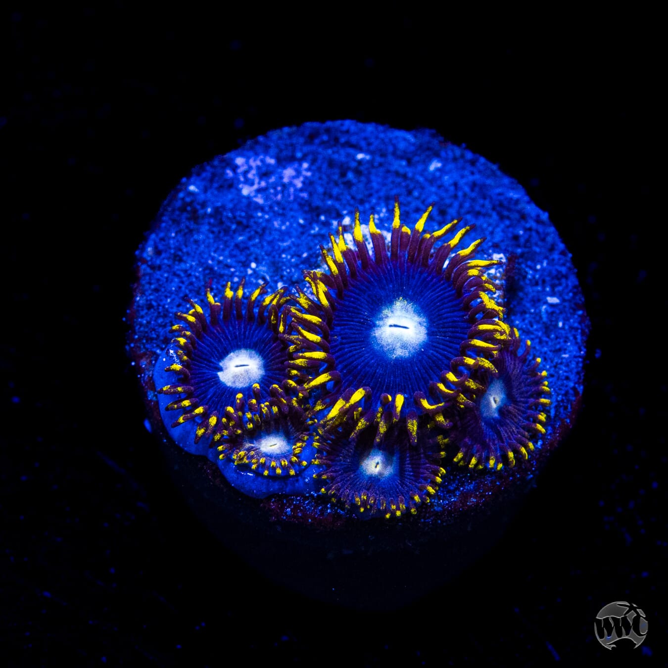 WWC Crown Royal Zoanthids