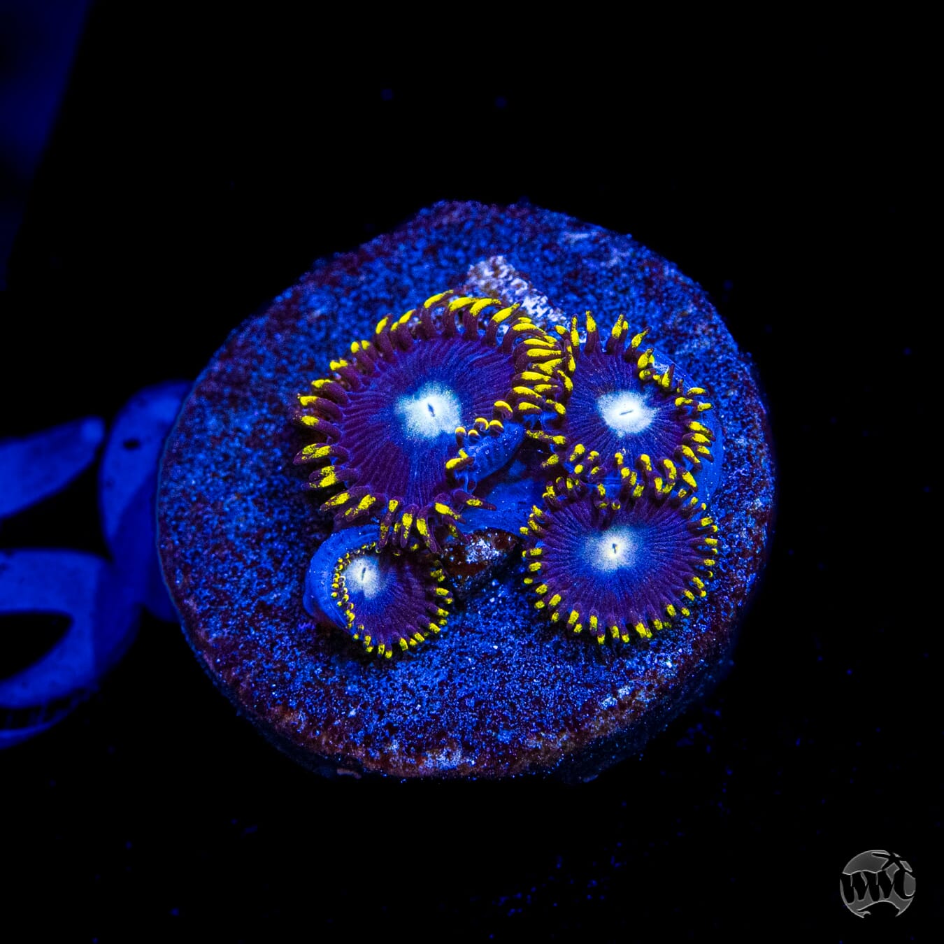 WWC Crown Royal Zoanthids