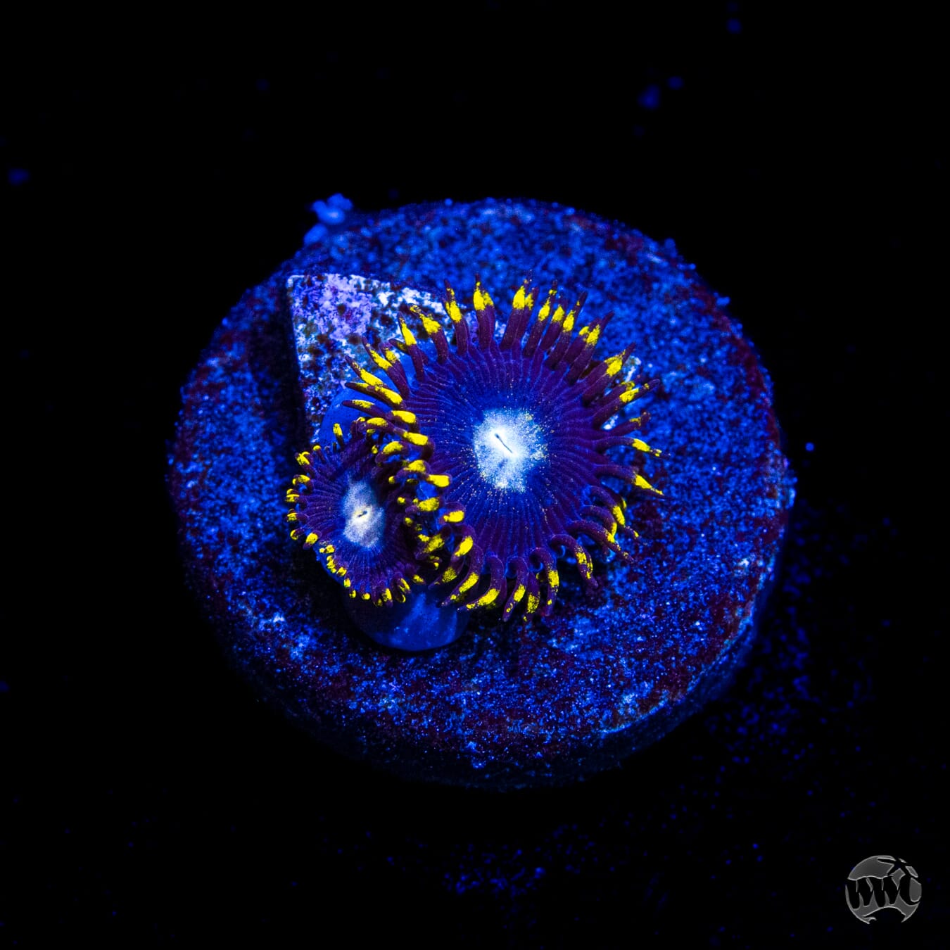 WWC Crown Royal Zoanthids