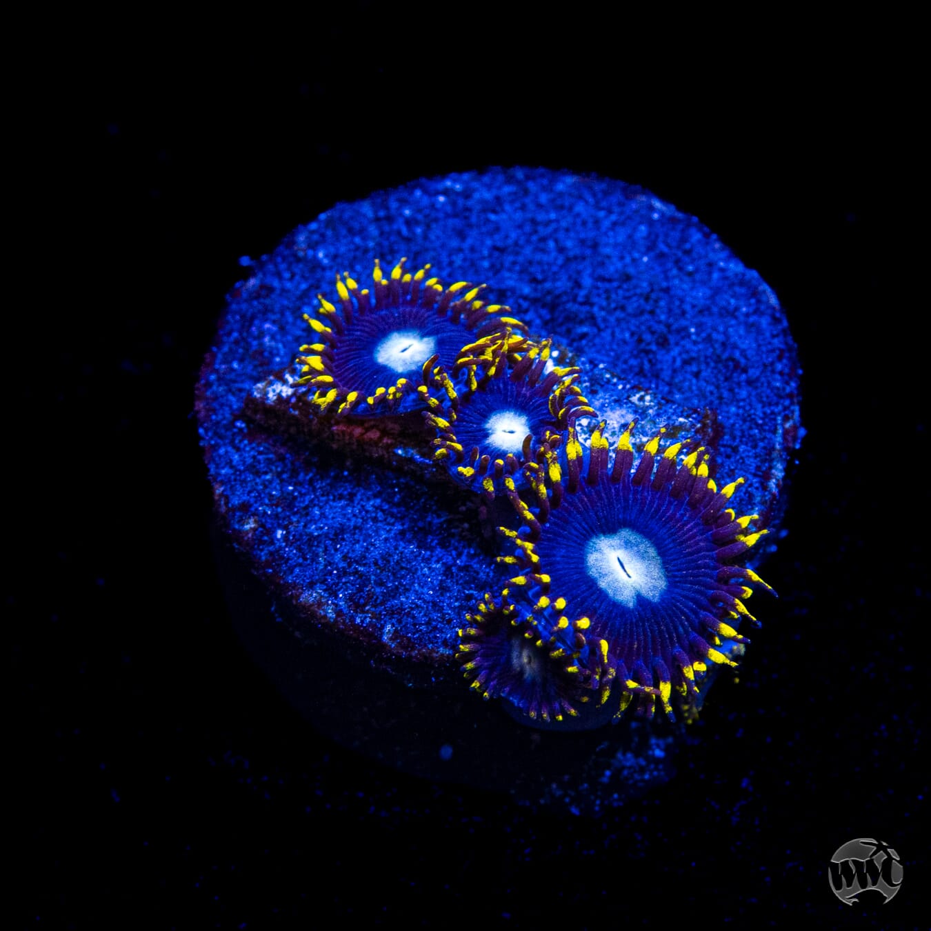 WWC Crown Royal Zoanthids
