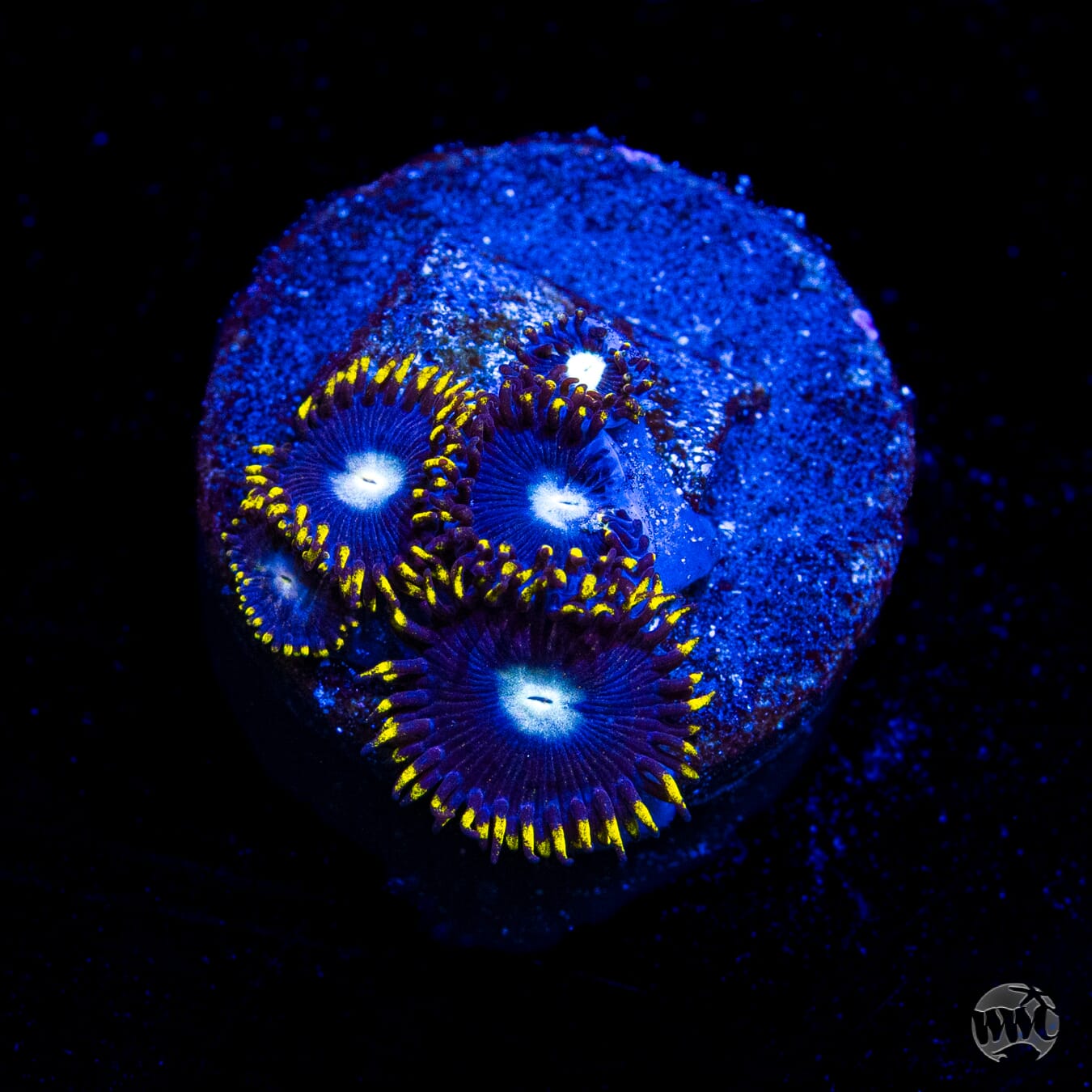 WWC Crown Royal Zoanthids