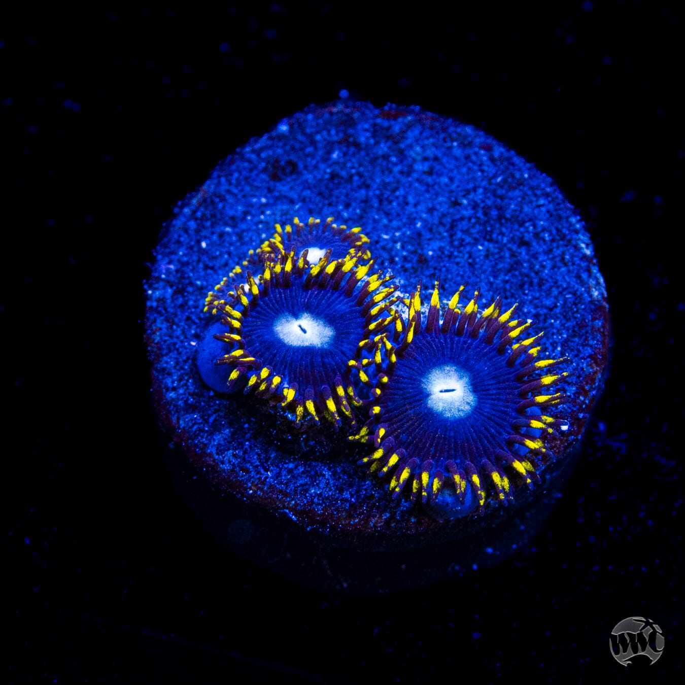 WWC Crown Royal Zoanthids