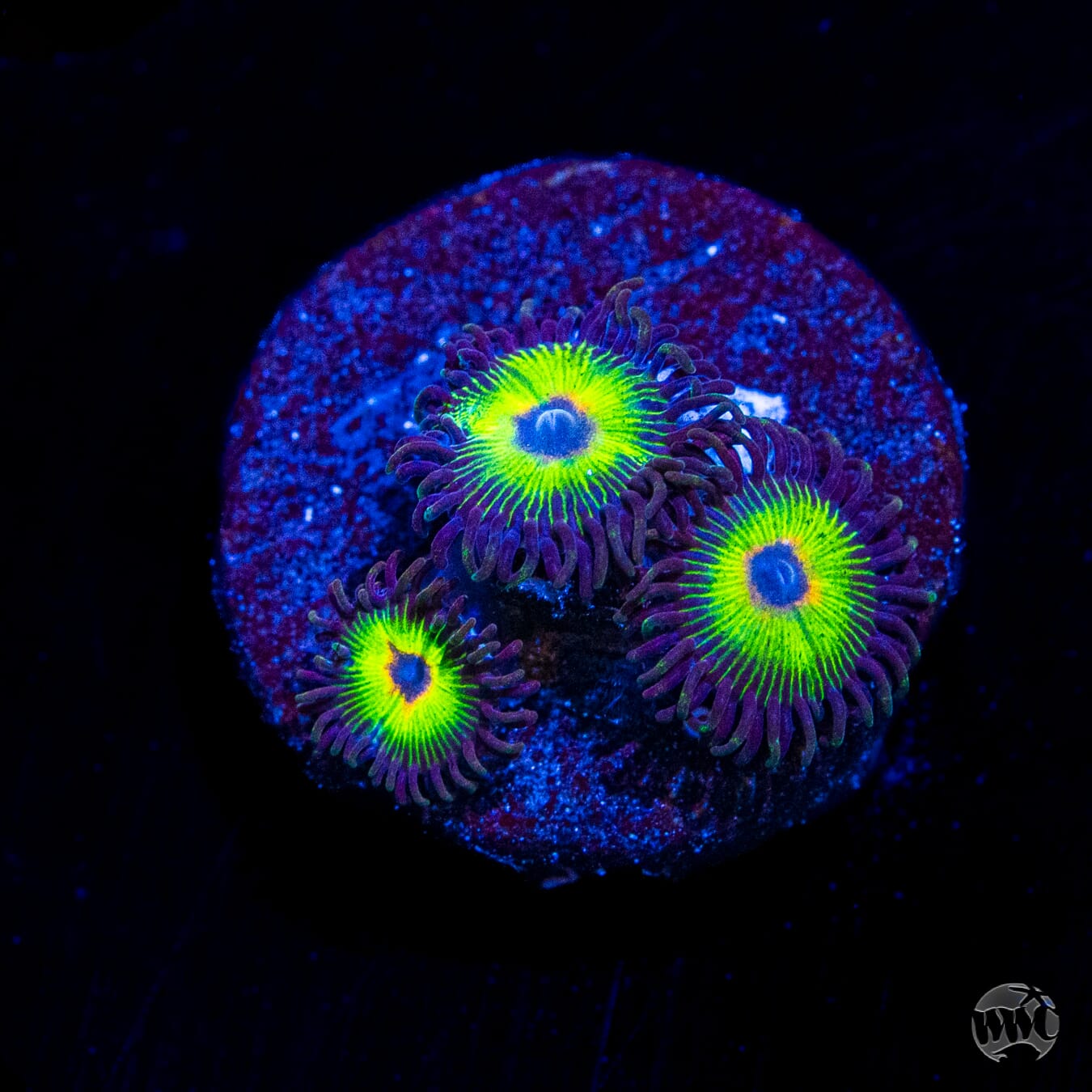 WWC Bob Marley Zoanthids