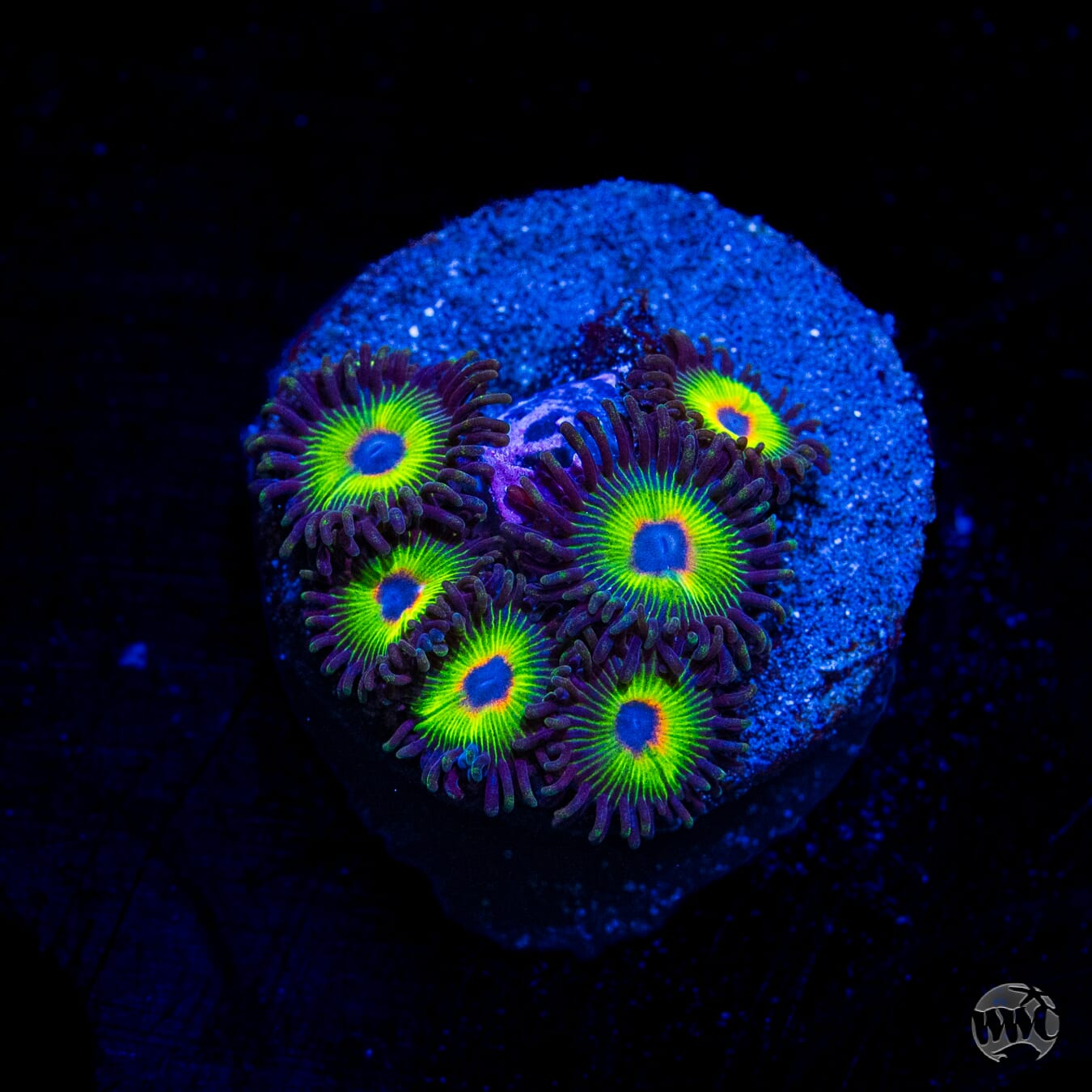 WWC Bob Marley Zoanthids