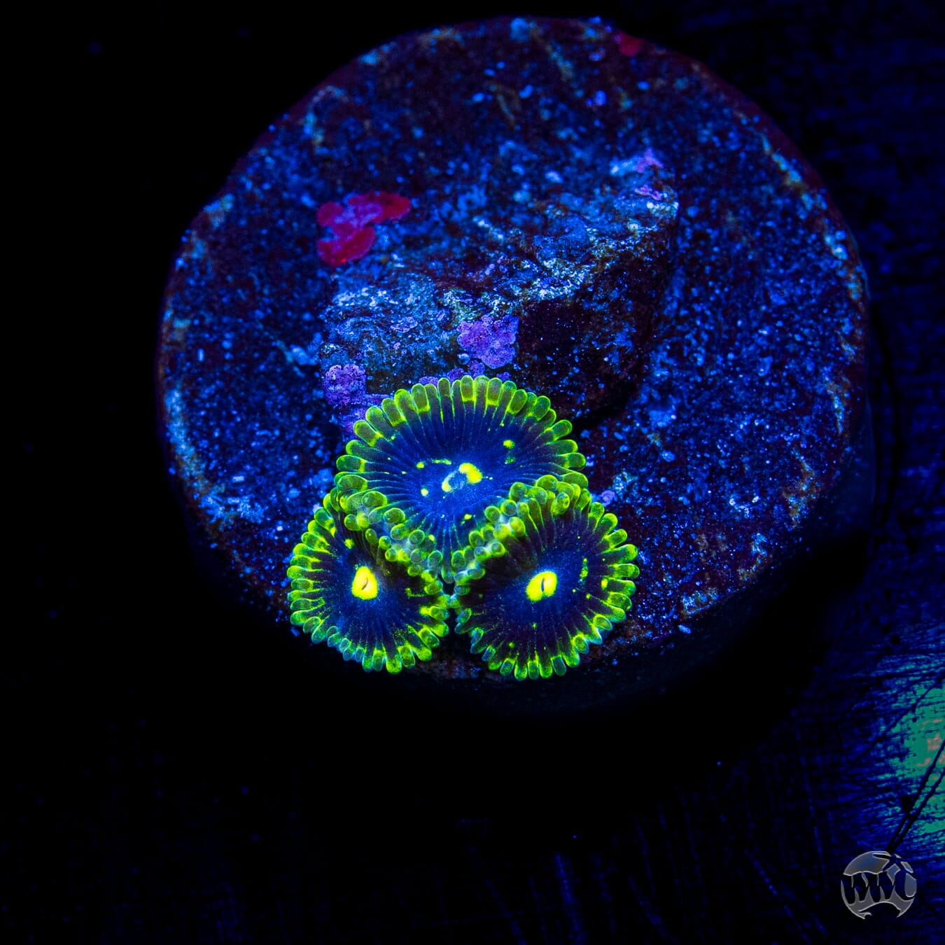Exosphere Zoanthids