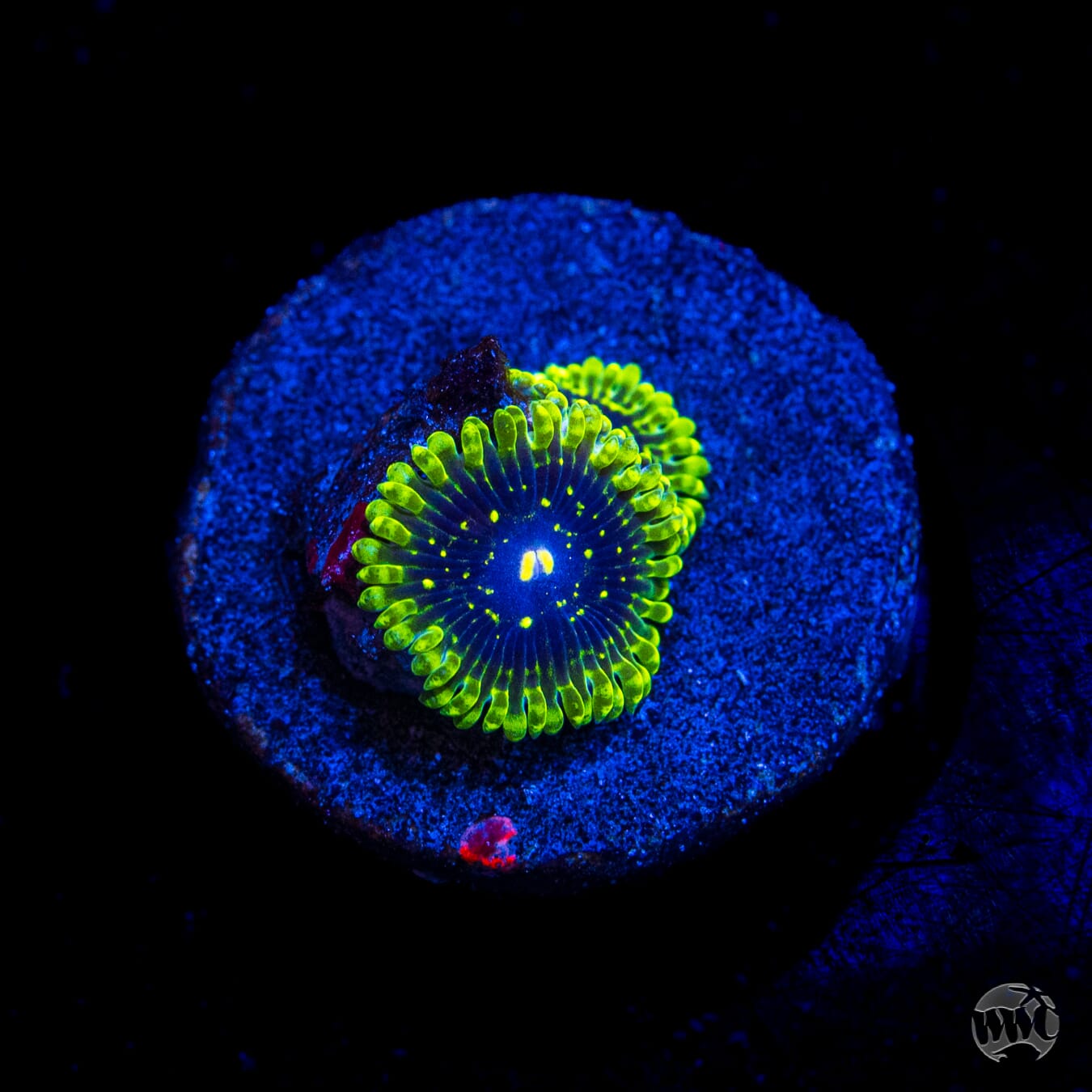 Exosphere Zoanthids