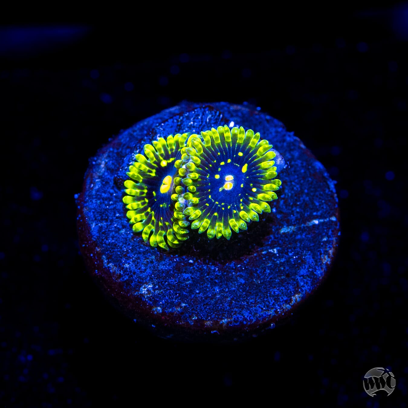 Exosphere Zoanthids