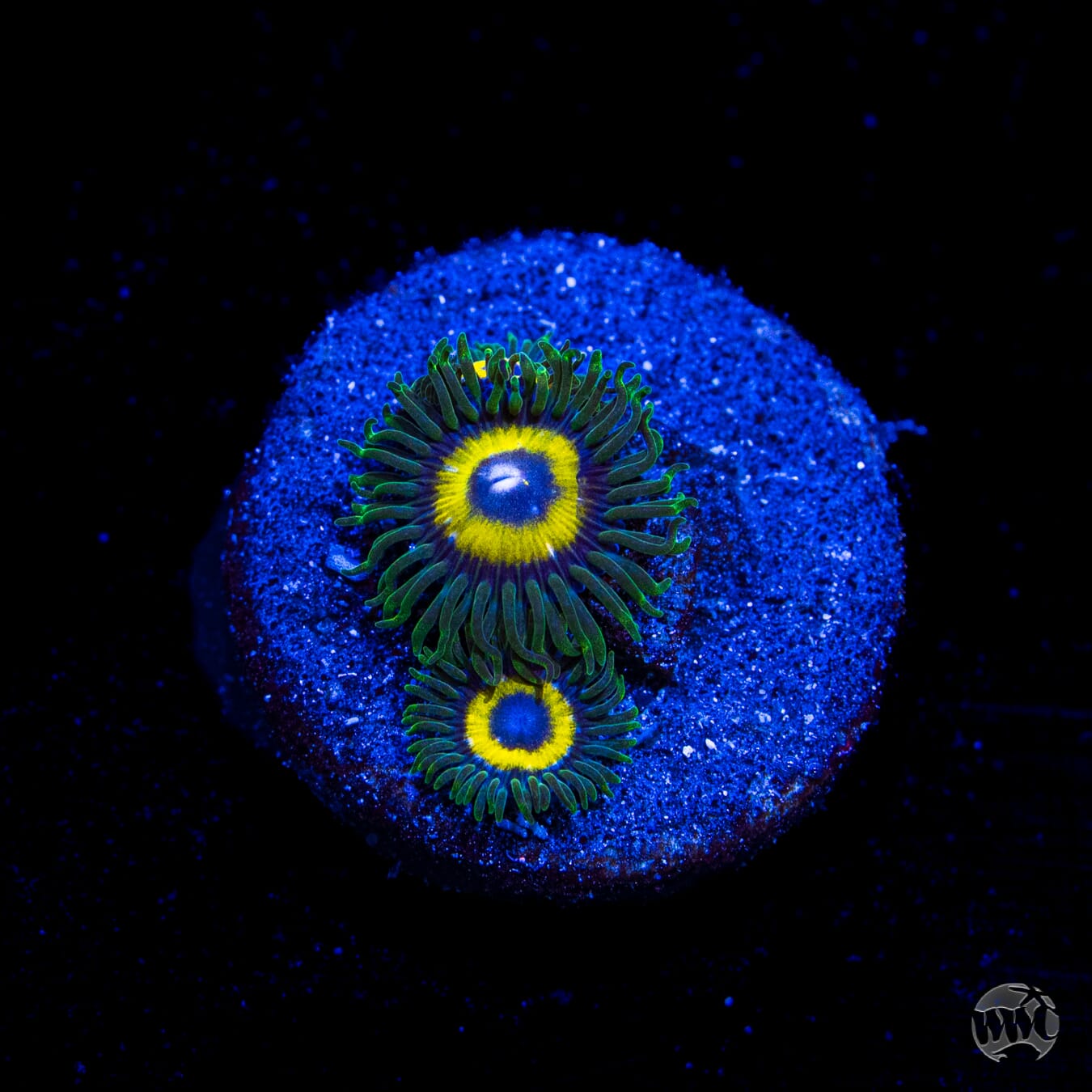 Yellow Submarine Zoanthids