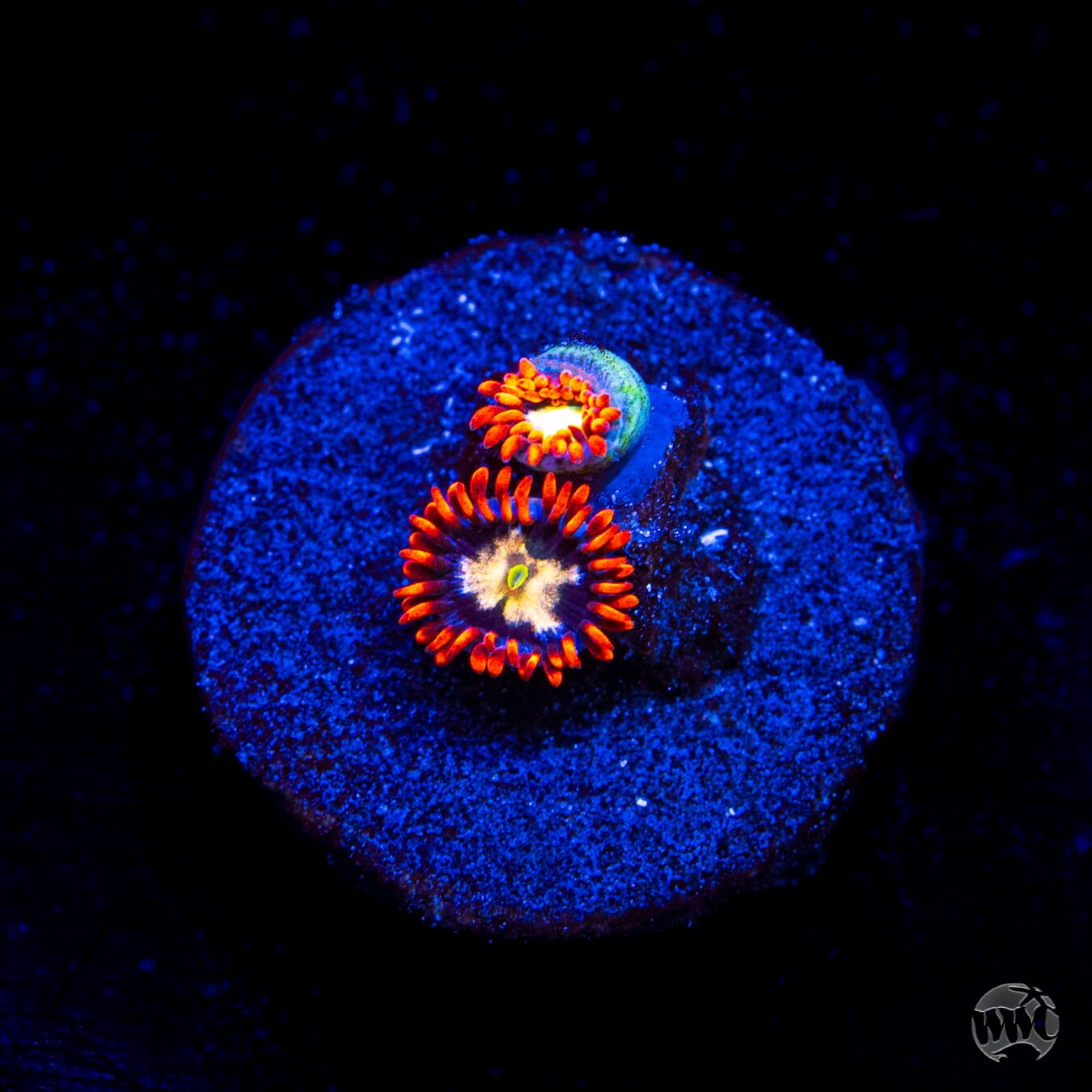 Alpha Omega Zoanthids