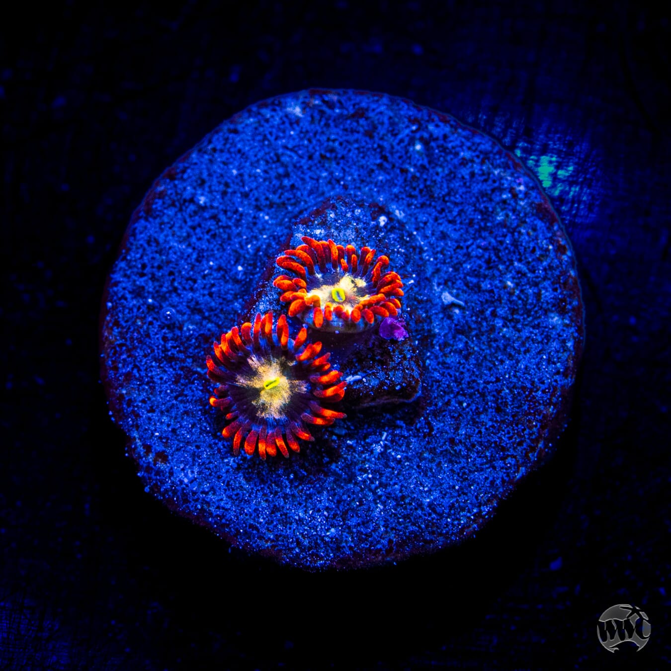 Alpha Omega Zoanthids