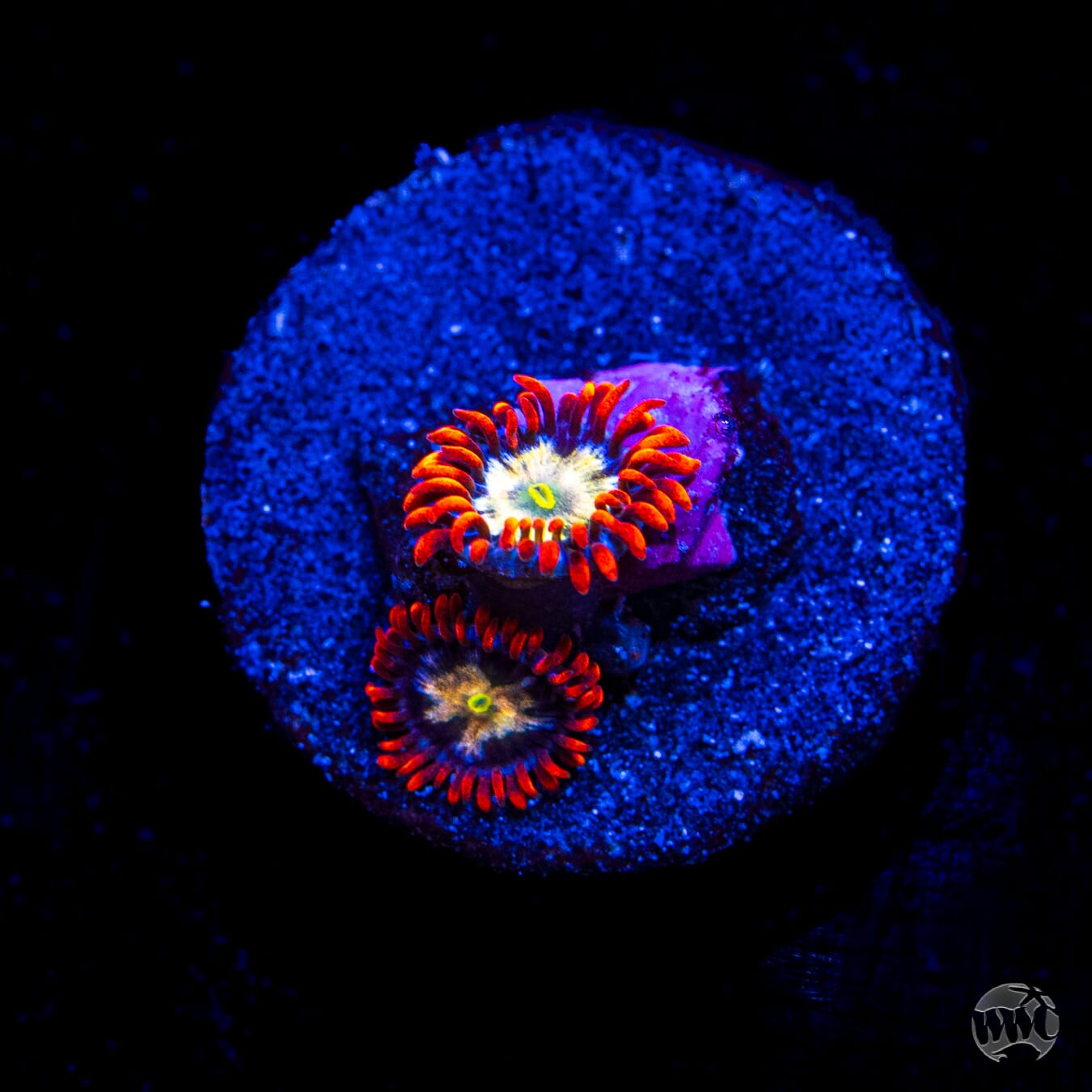 Alpha Omega Zoanthids
