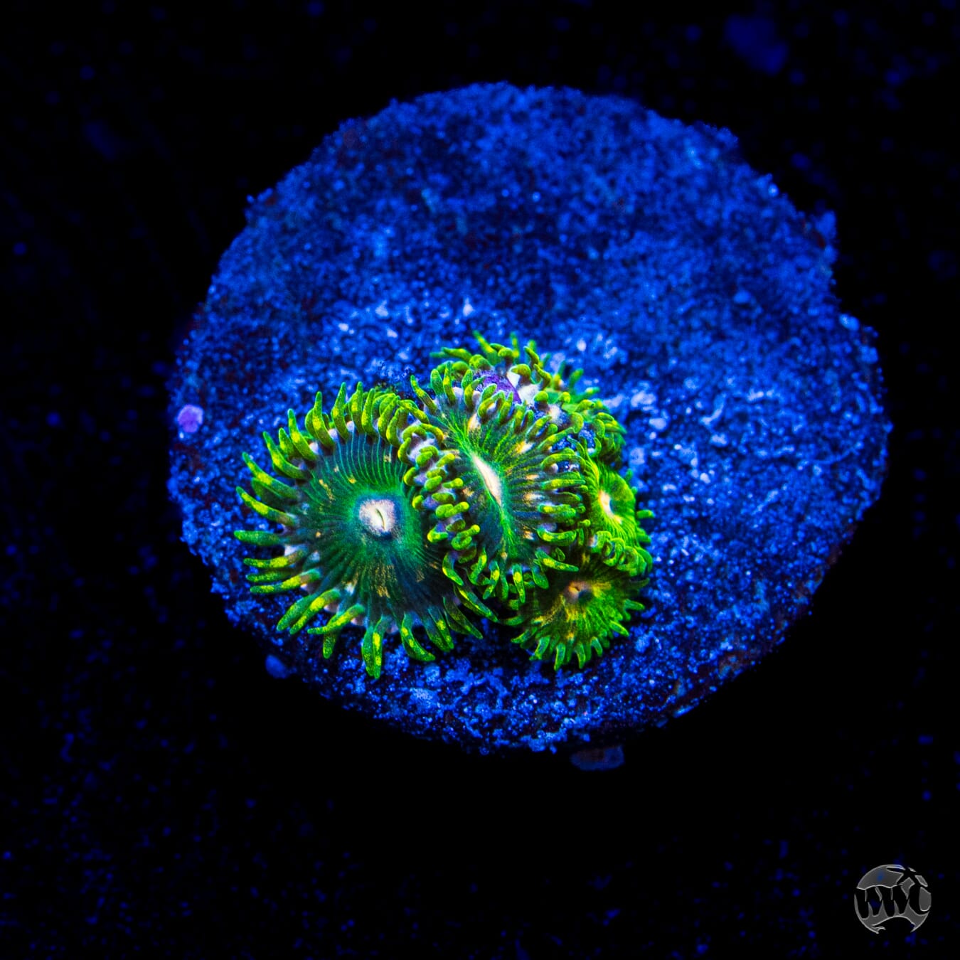 WWC Emerald Dream Zoanthids