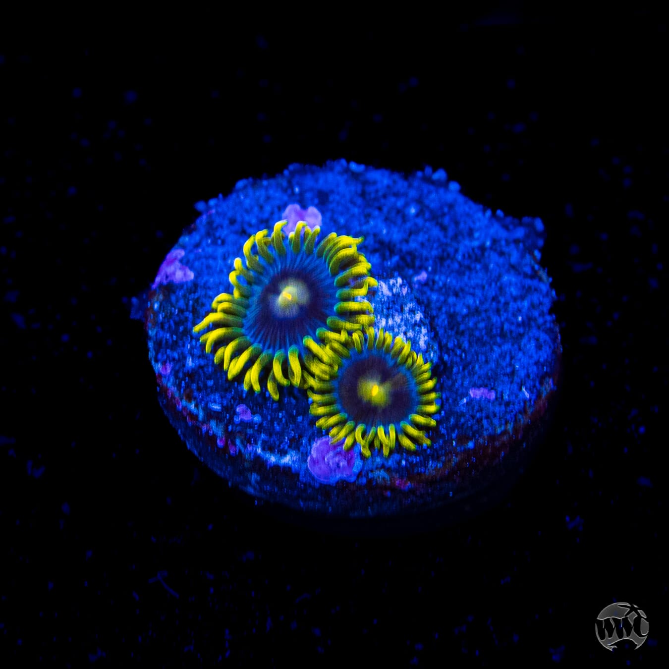 WWC Sunbeam Shuriken Zoanthids