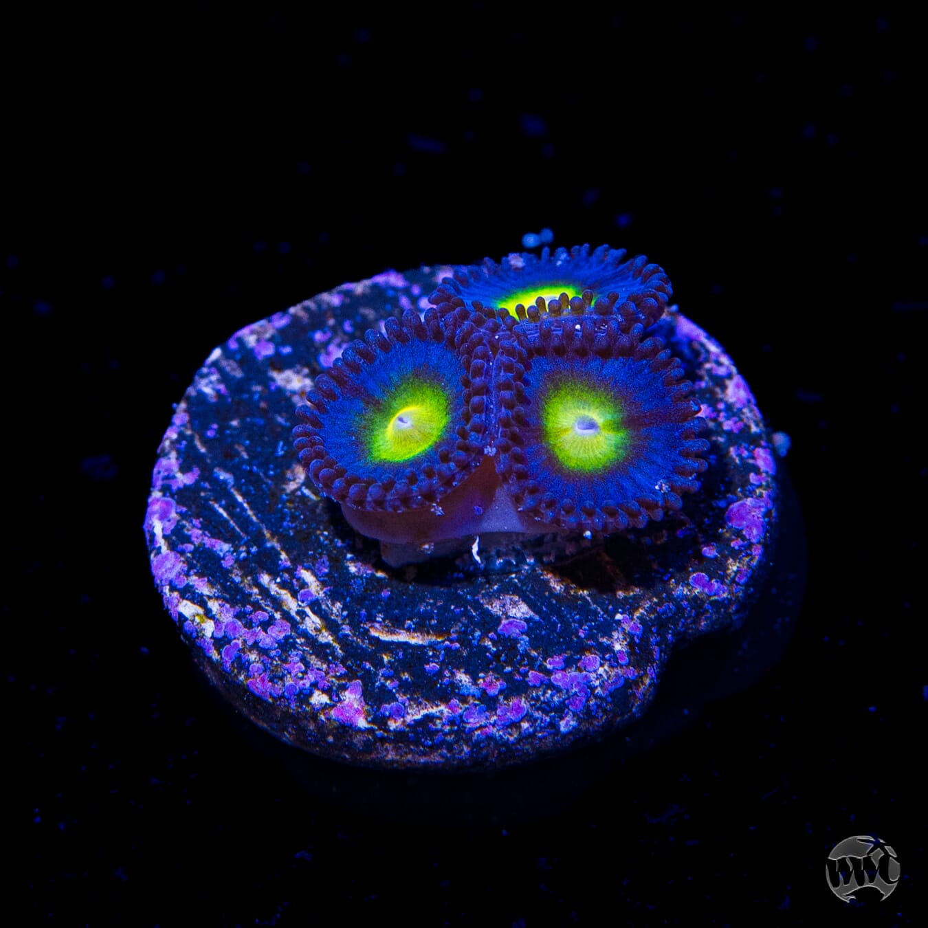 WWC AOI Zoanthids