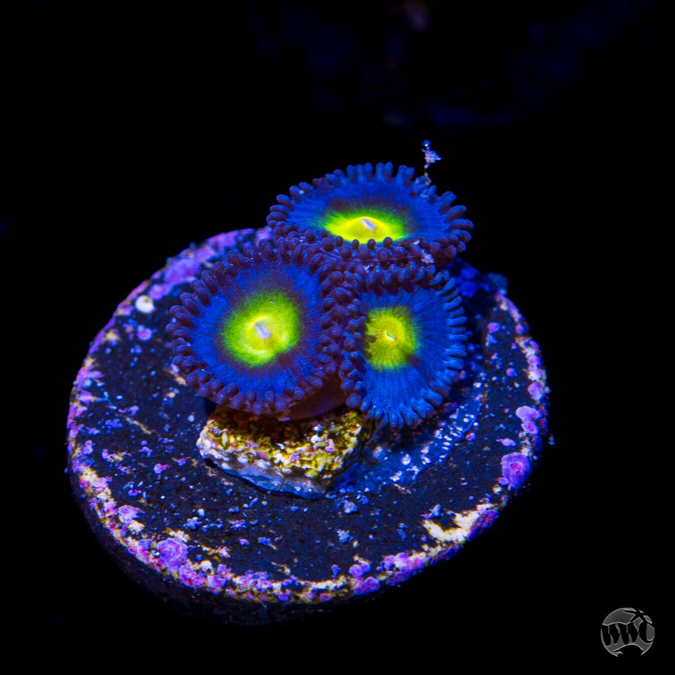 WWC AOI Zoanthids