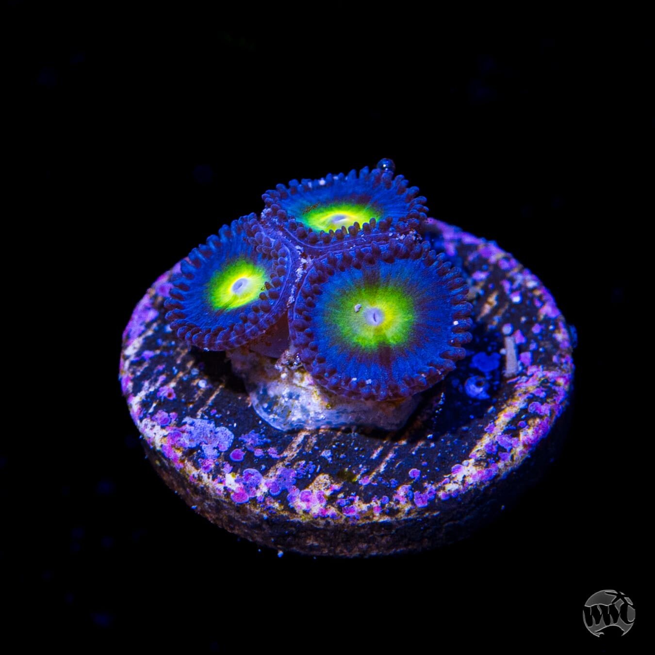 WWC AOI Zoanthids