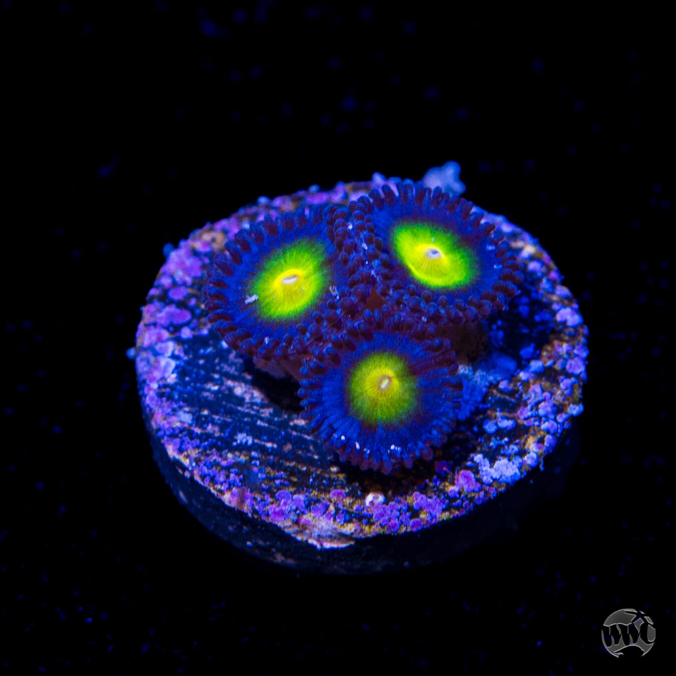 WWC AOI Zoanthids