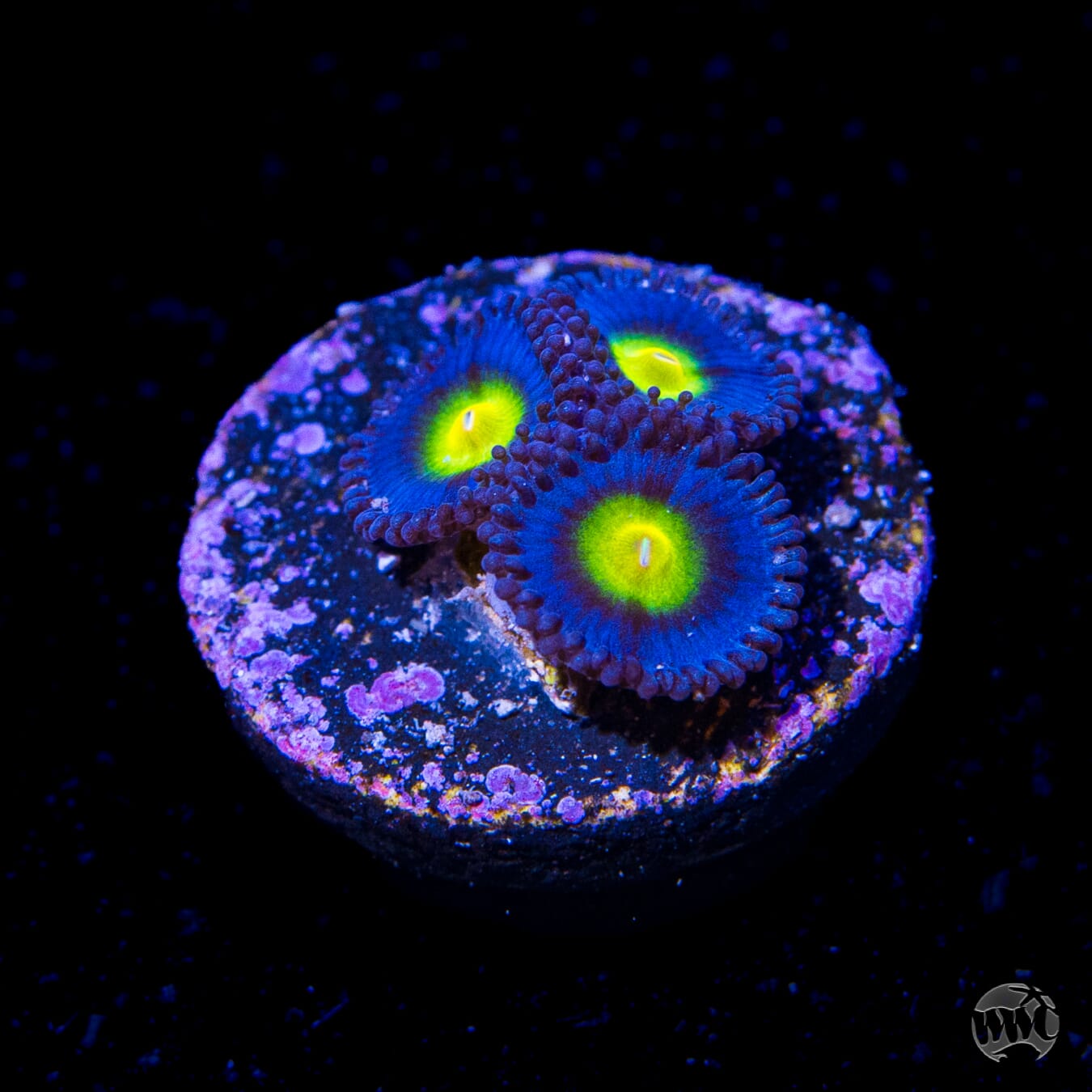 WWC AOI Zoanthids