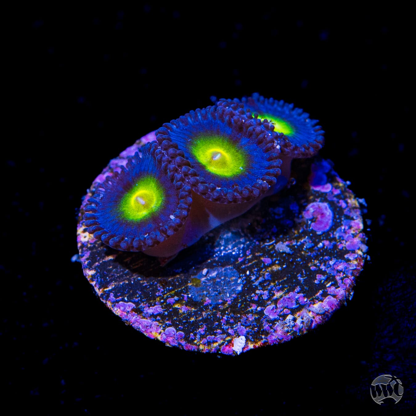 WWC AOI Zoanthids