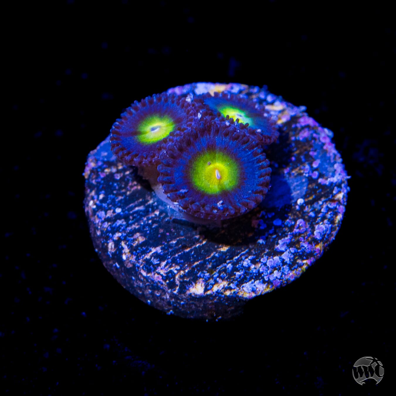 WWC AOI Zoanthids