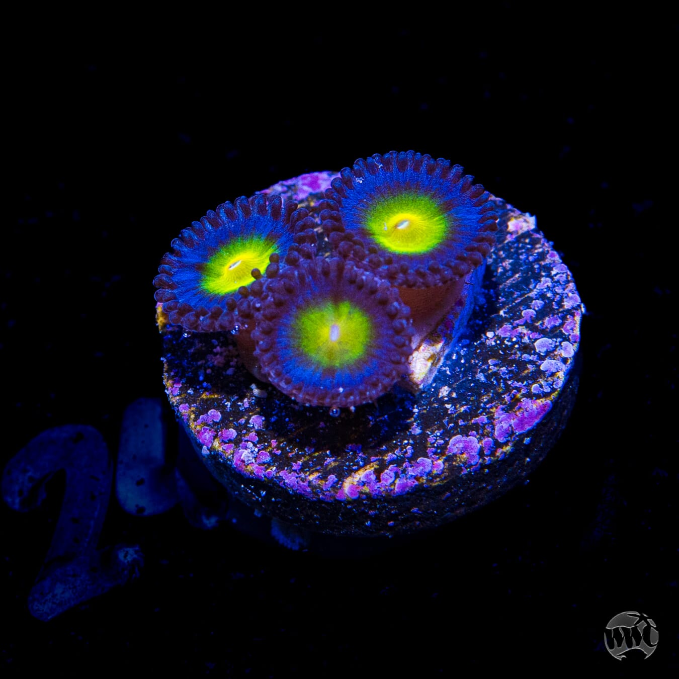 WWC AOI Zoanthids