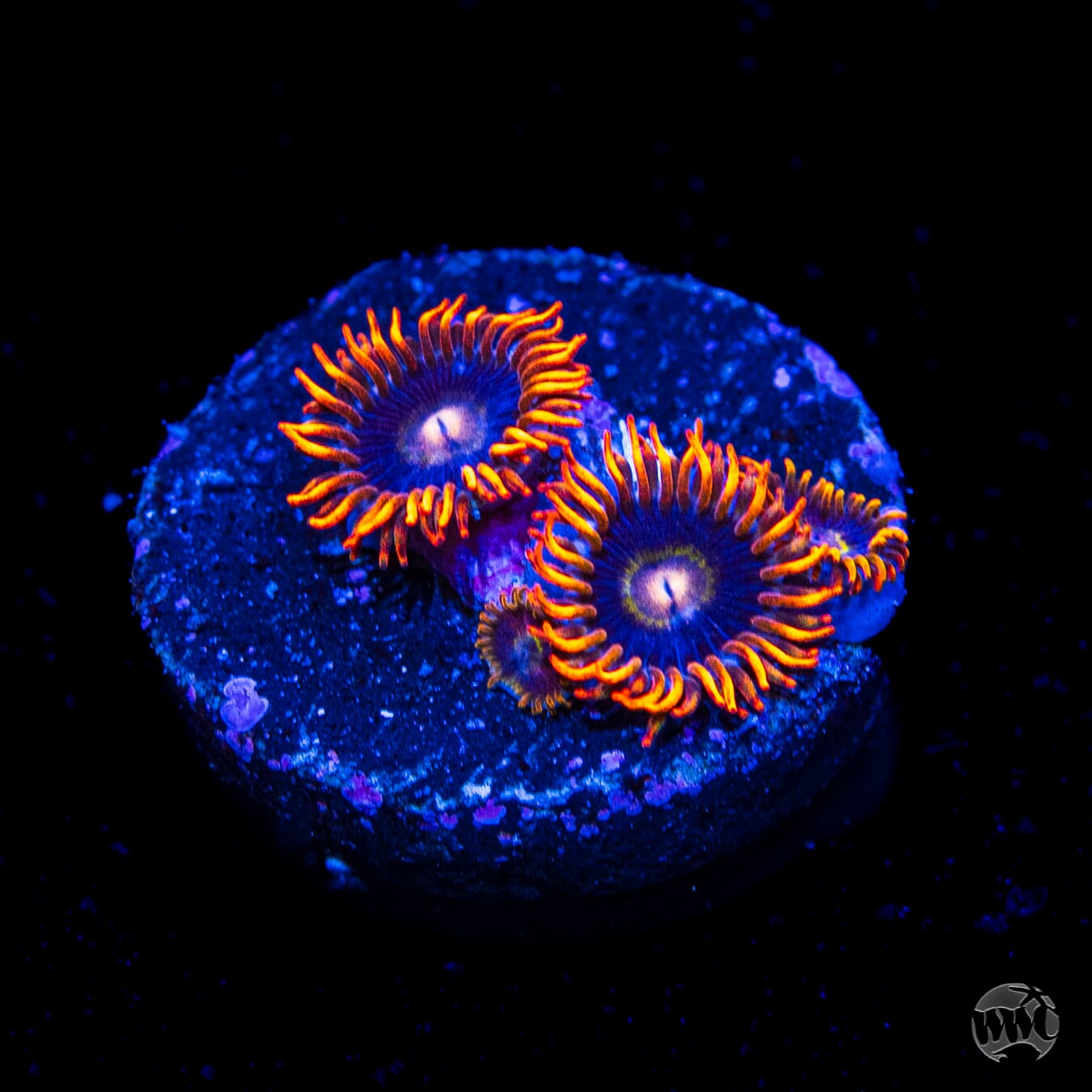 Rainbow Hornet Zoanthids