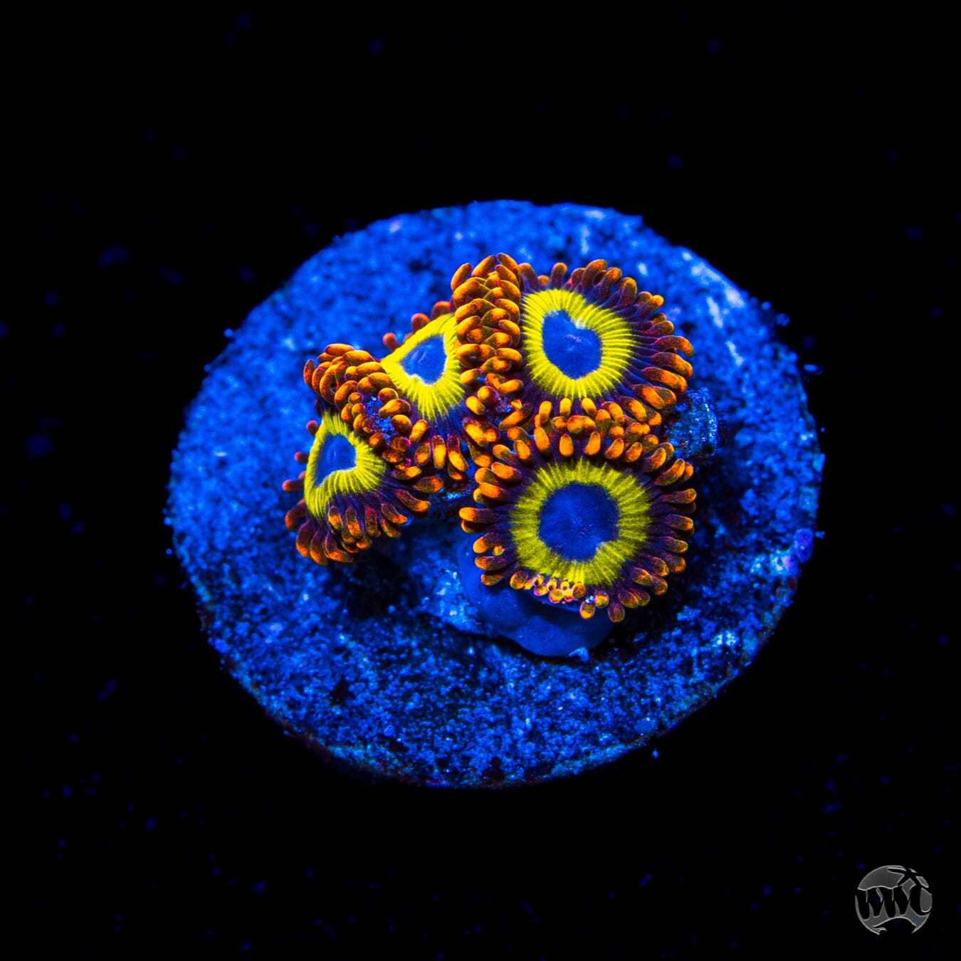 Fruit Loopz Zoanthids