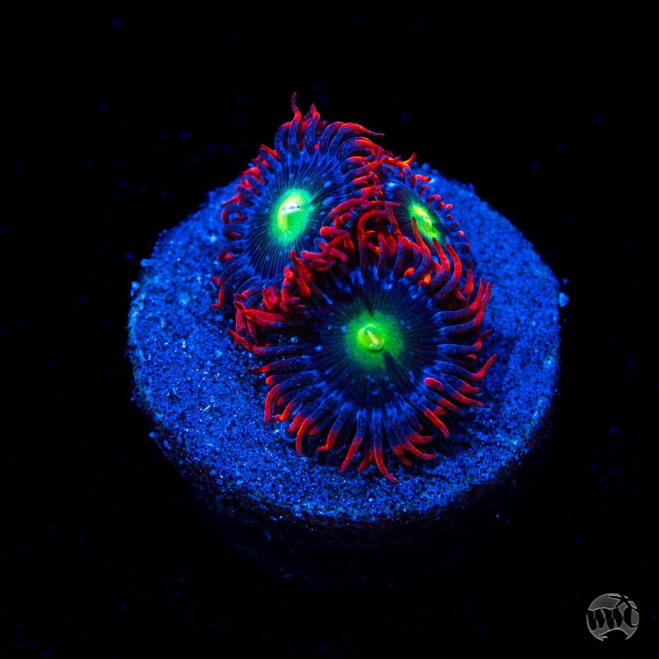 Monster Mash Zoanthids